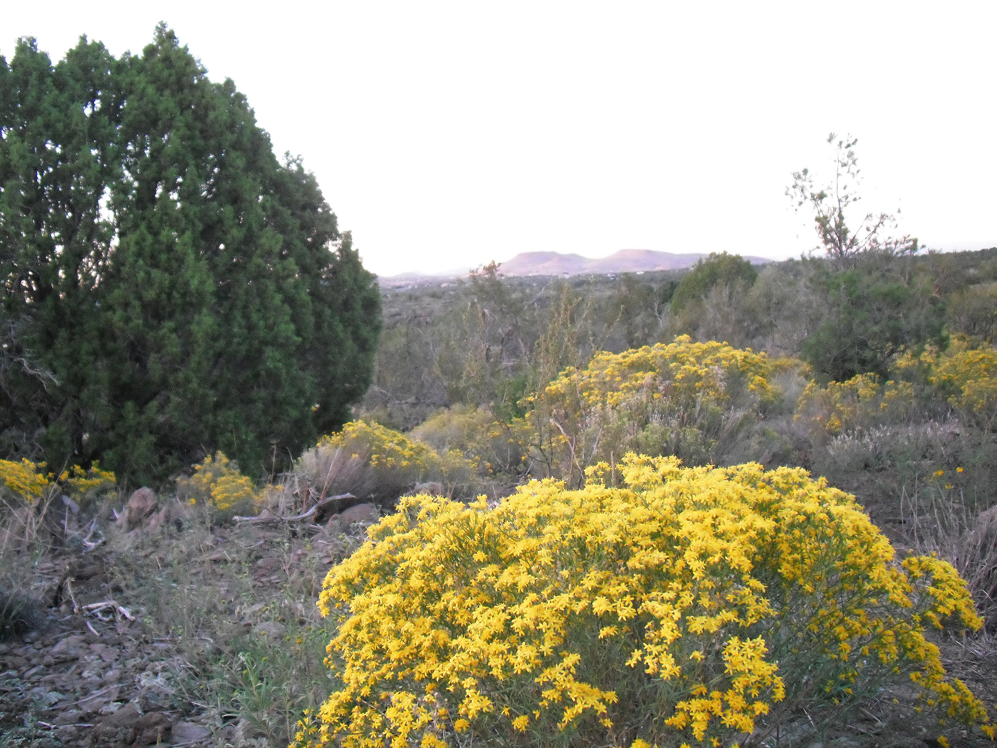 Скачать картинку Пустыня, Жёлтый, Цветок, Земля/природа в телефон бесплатно.