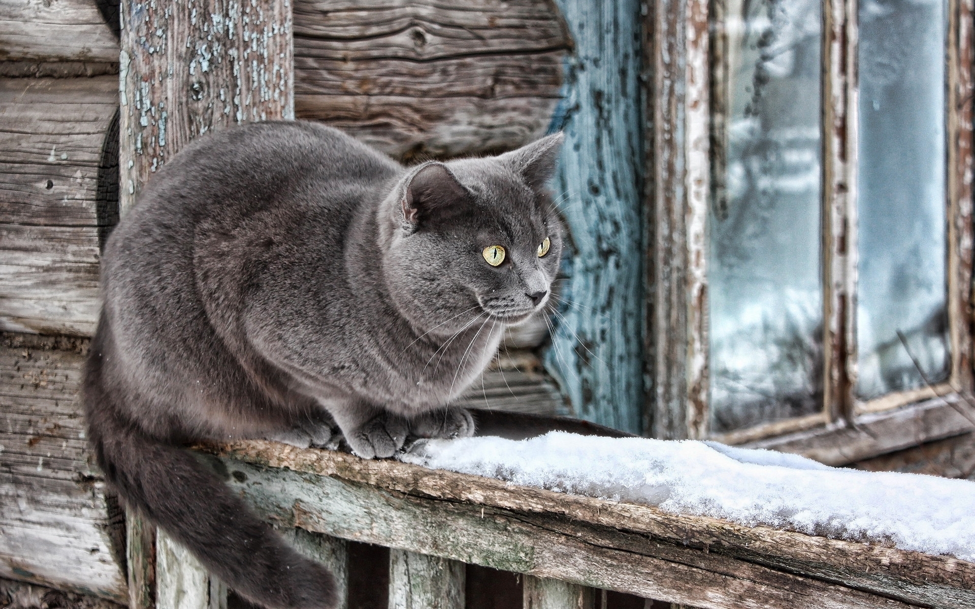 Laden Sie das Tiere, Katze-Bild kostenlos auf Ihren PC-Desktop herunter