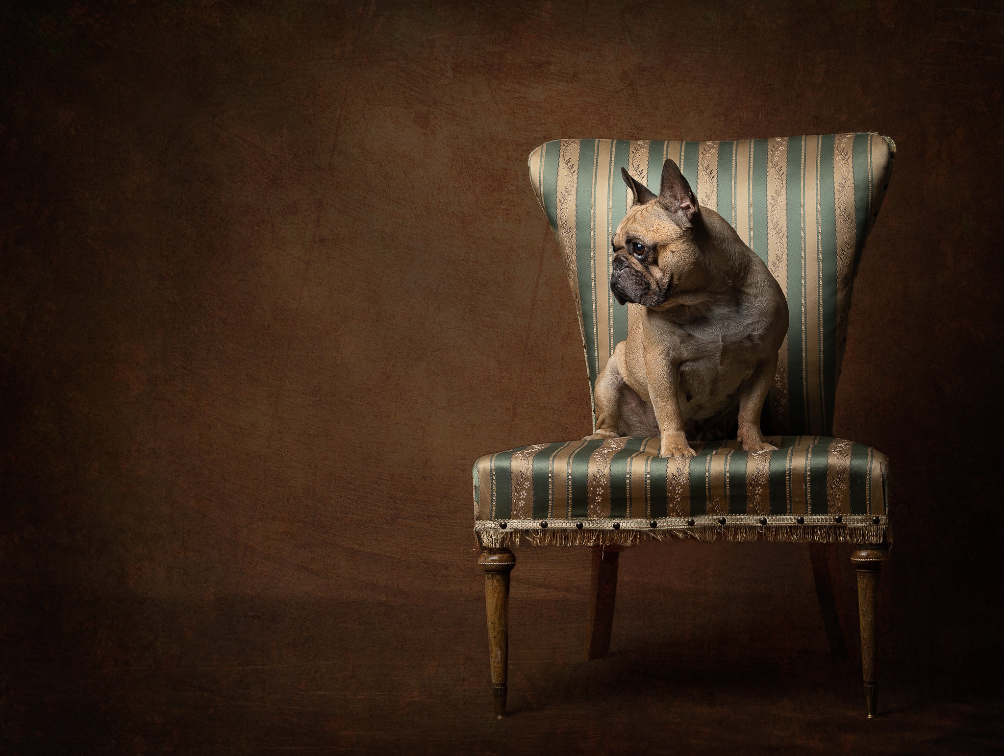 Download mobile wallpaper Dogs, Chair, Dog, Animal, French Bulldog for free.