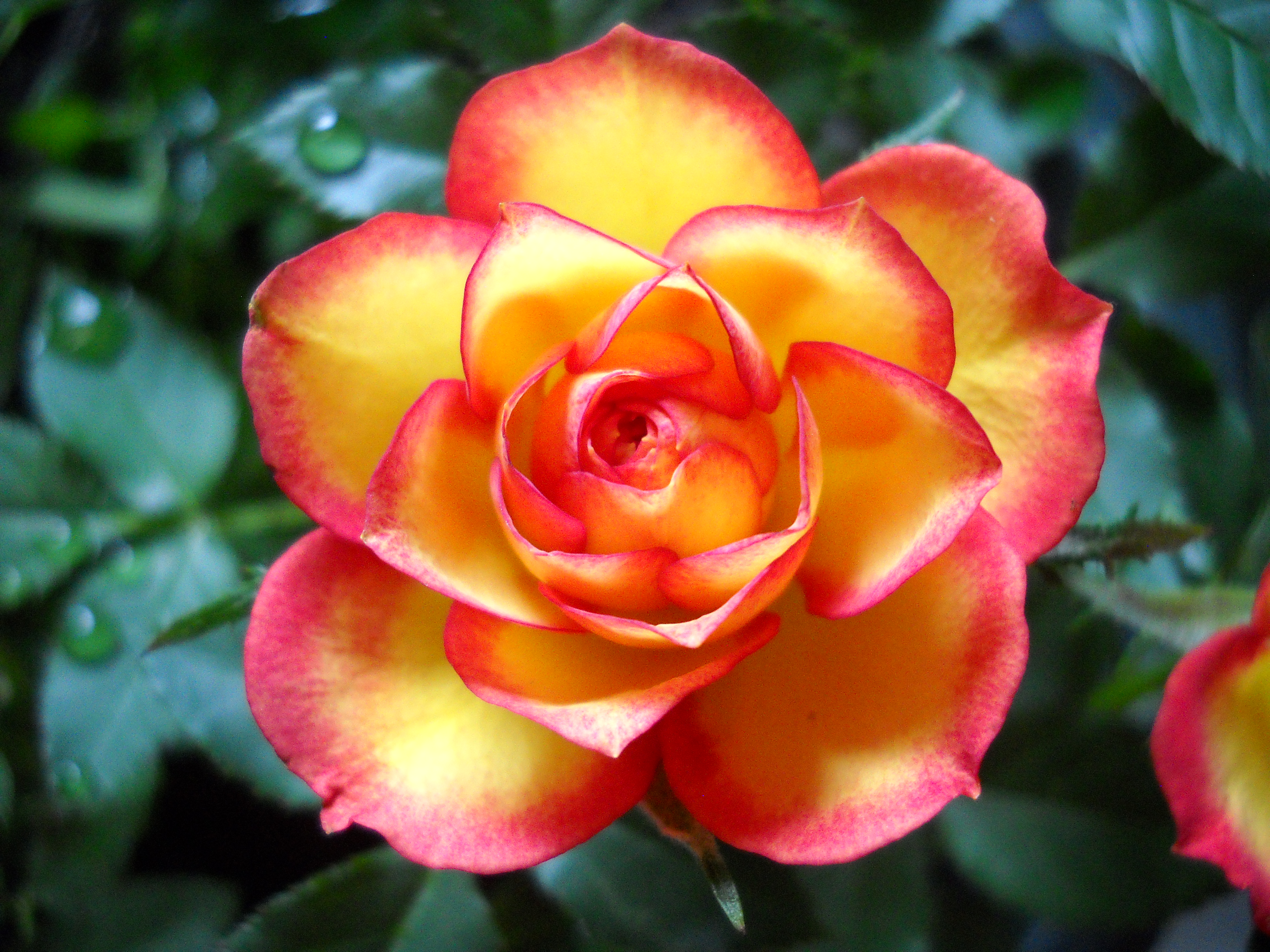 Descarga gratis la imagen Flores, Rosa, Flor, De Cerca, Tierra/naturaleza en el escritorio de tu PC