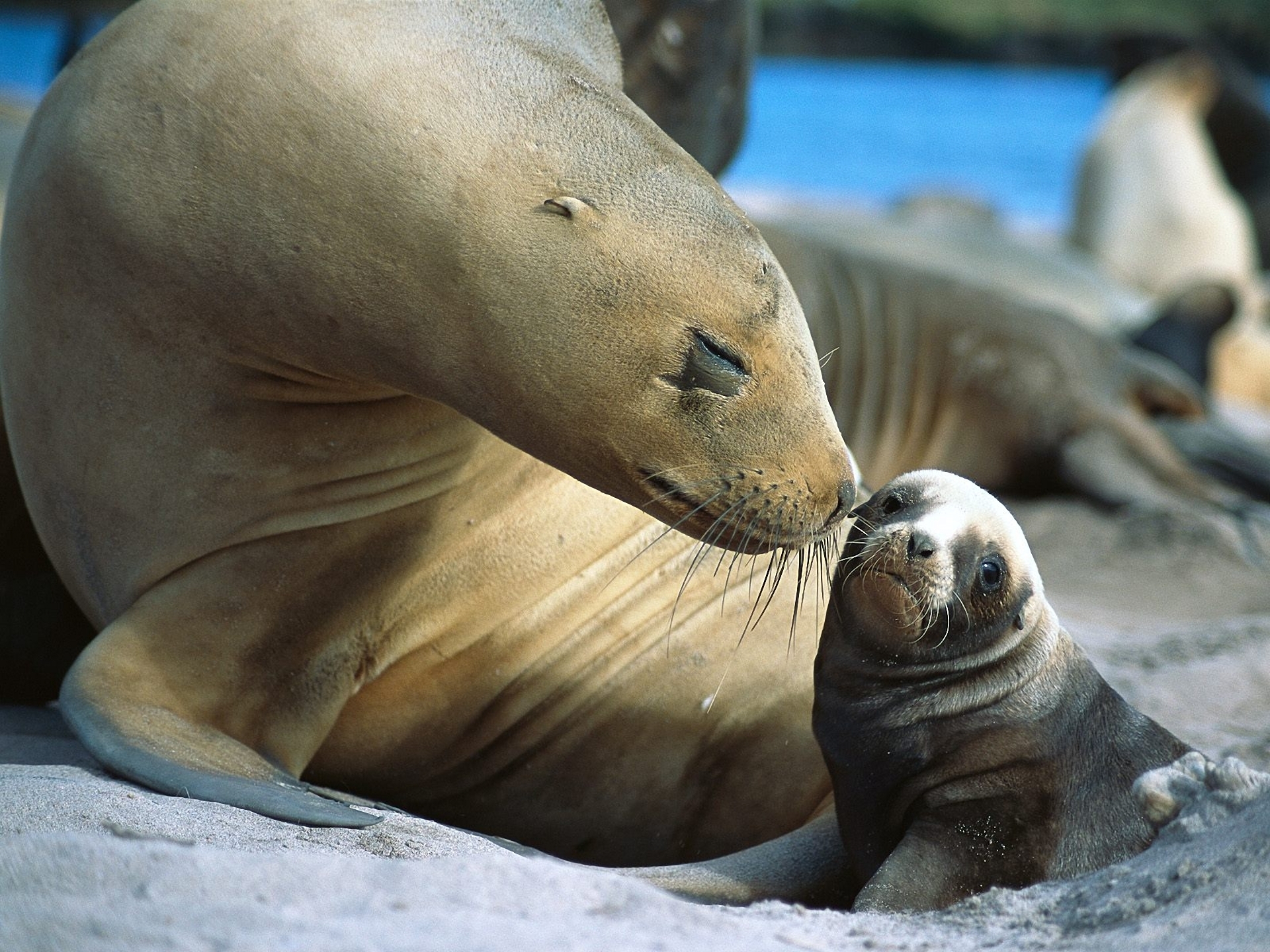 203805 baixar imagens animais, foca, selos - papéis de parede e protetores de tela gratuitamente