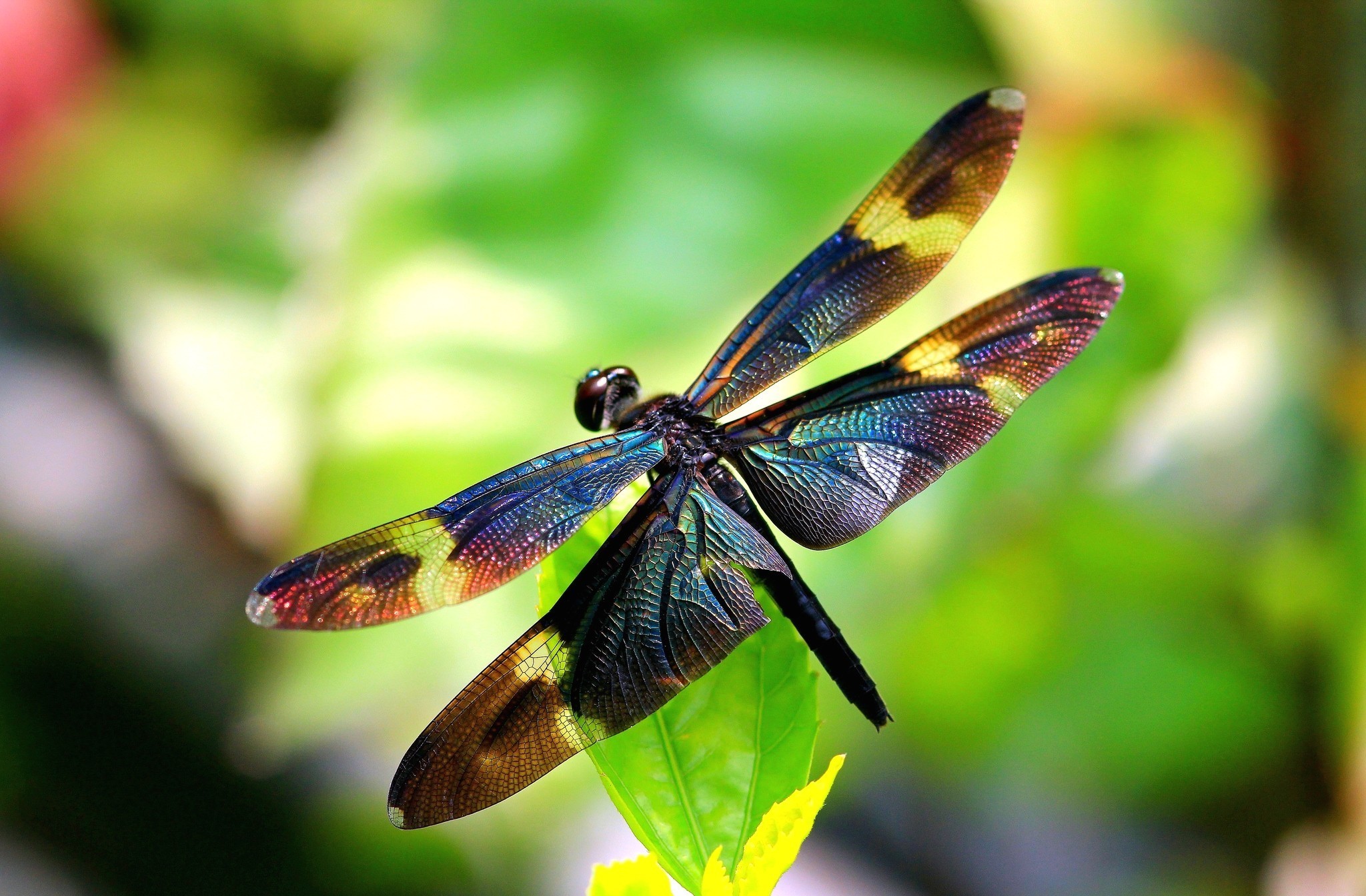 302542 Bild herunterladen tiere, libelle, insekten - Hintergrundbilder und Bildschirmschoner kostenlos