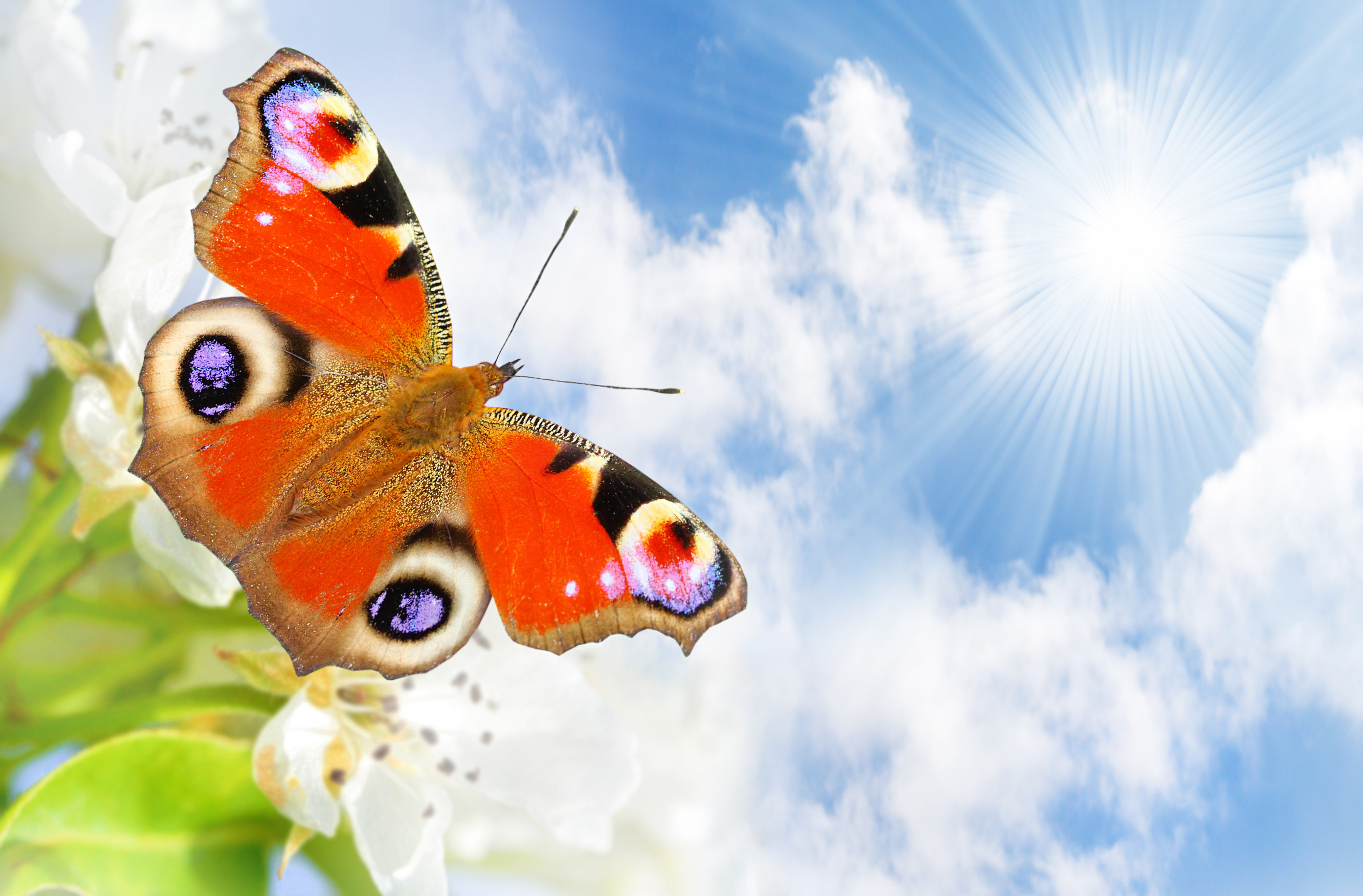 Free download wallpaper Colors, Butterfly, Animal, Colorful on your PC desktop