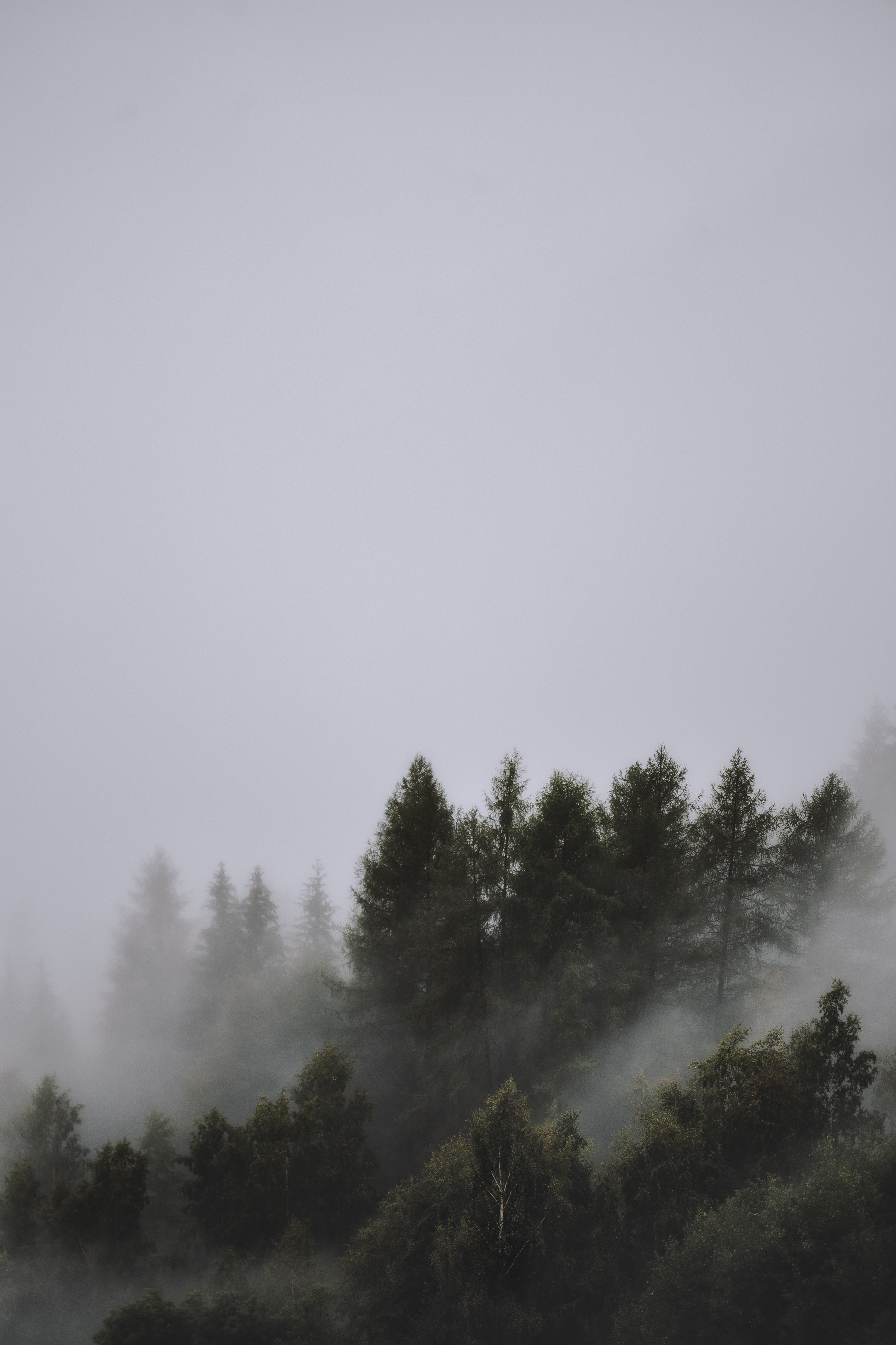Скачать картинку Верхушки, Туман, Природа, Деревья, Небо в телефон бесплатно.