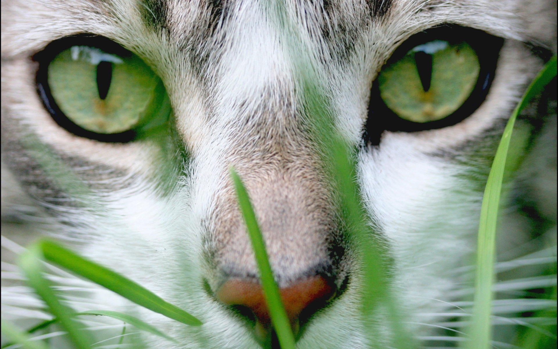 Download mobile wallpaper Face, Eye, Cat, Cats, Animal for free.