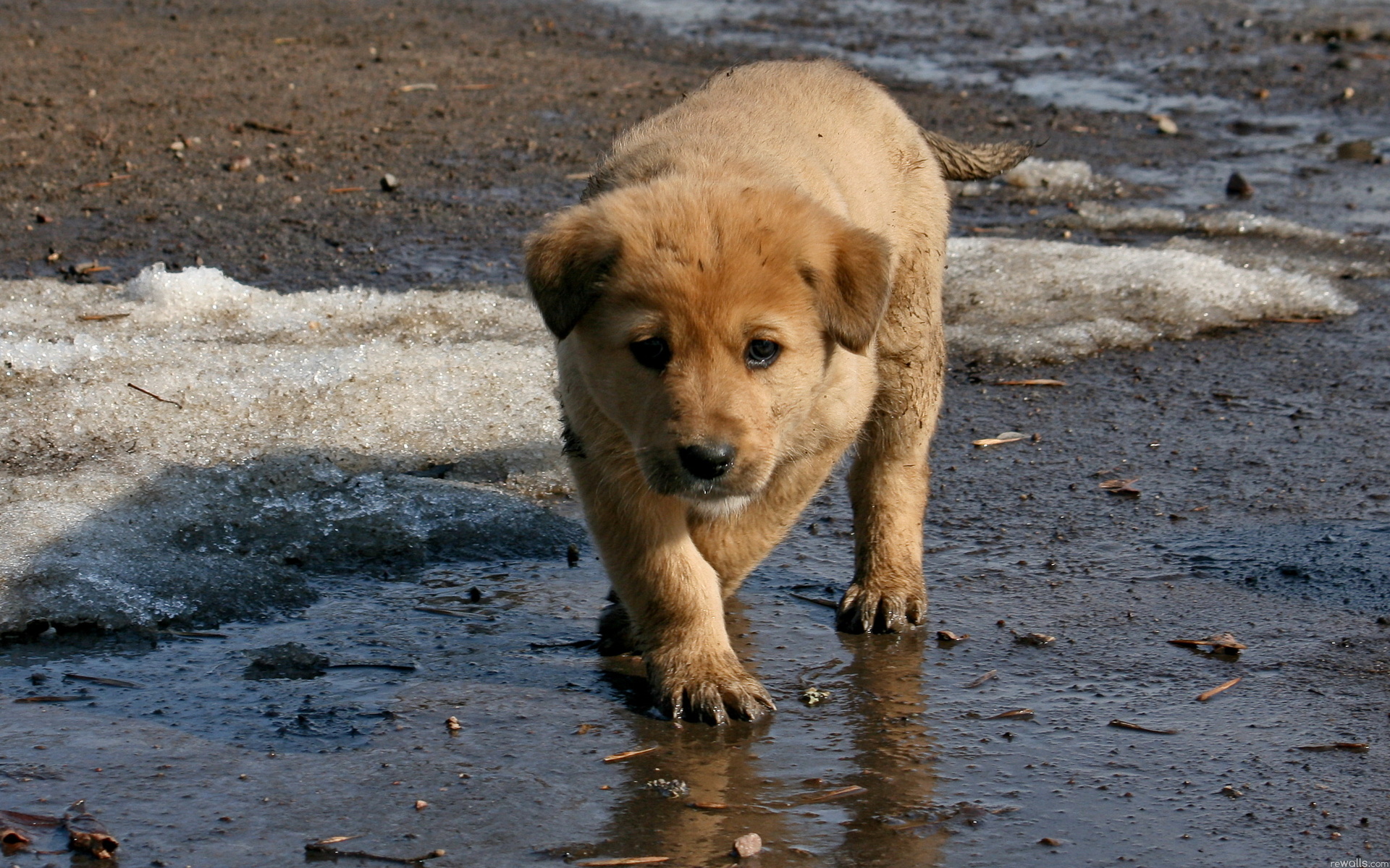 無料モバイル壁紙動物, 犬をダウンロードします。