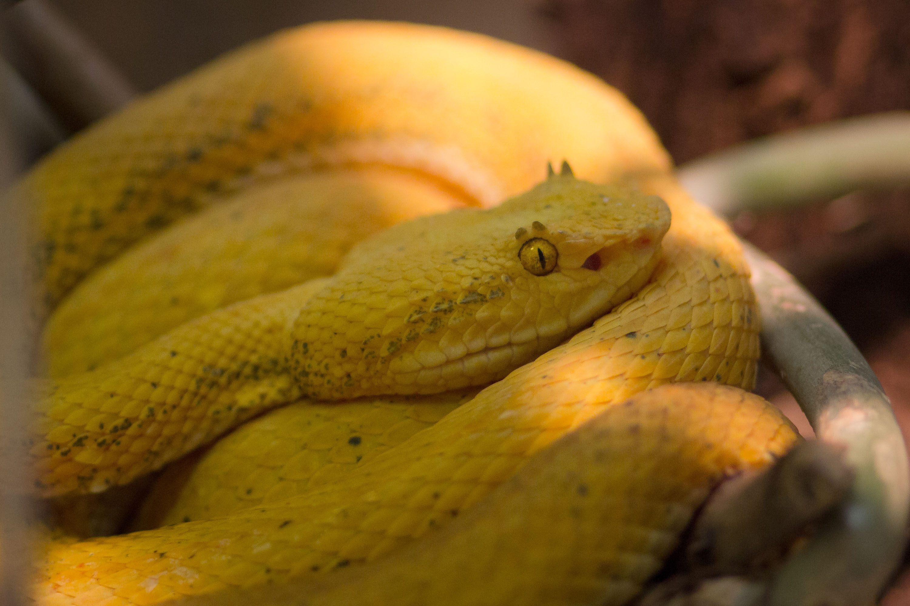 Download mobile wallpaper Animal, Snake, Reptiles, Viper for free.