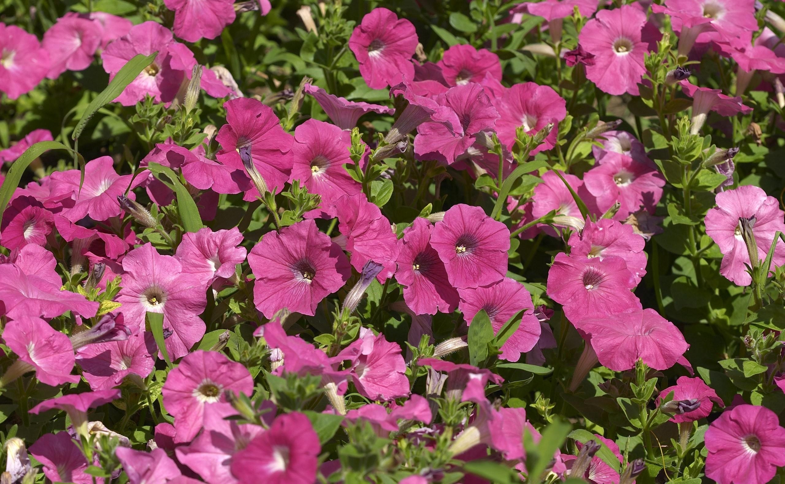 Download mobile wallpaper Petunia, Flowers, Flowerbed, Flower Bed, Pink for free.
