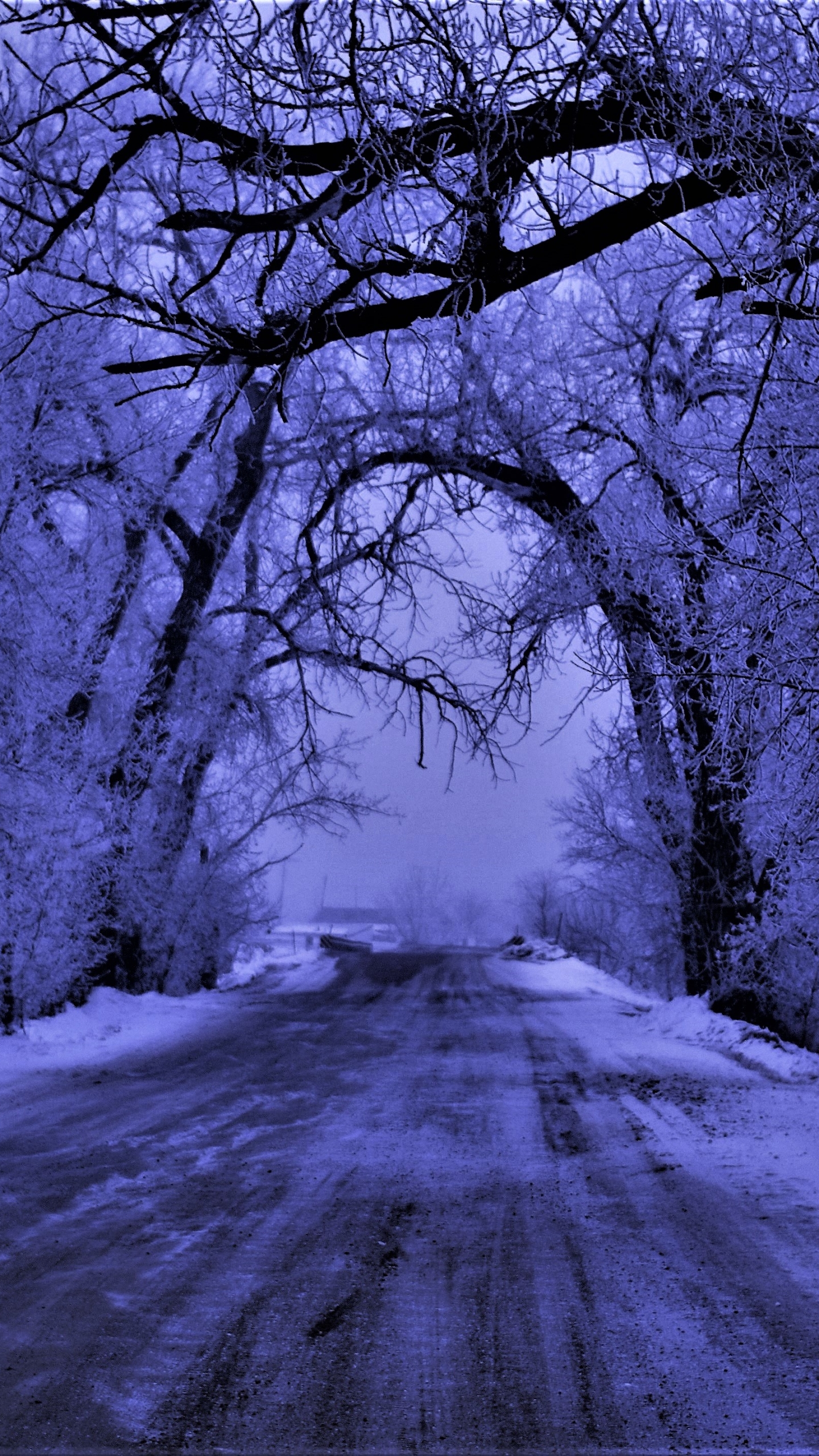 Download mobile wallpaper Winter, Road, Forest, Tree, Fog, Earth for free.