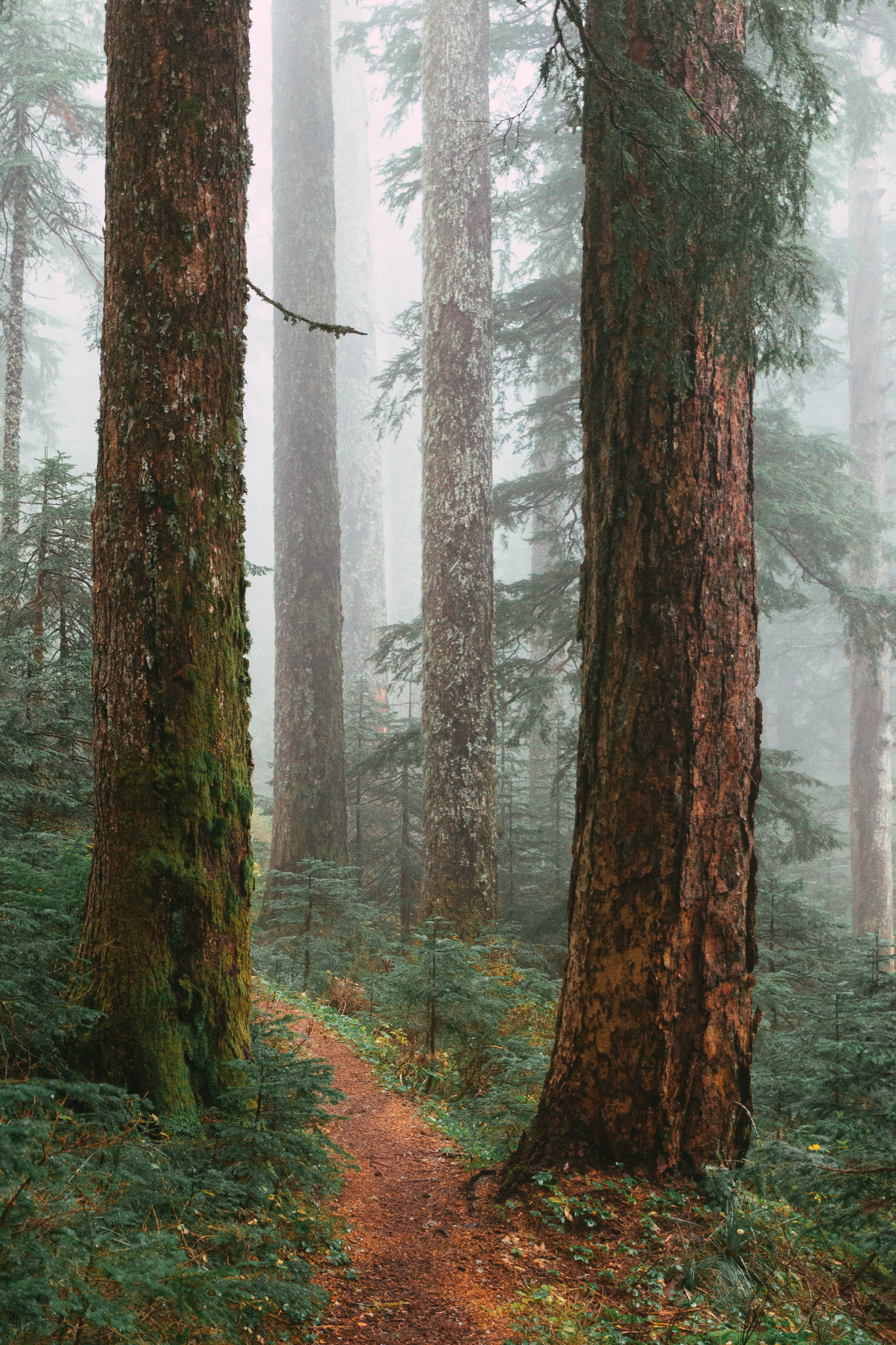 Download mobile wallpaper Trees, Forest, Fog, Path, Nature for free.