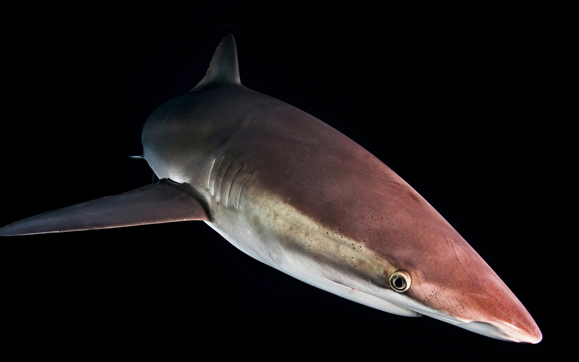 Download mobile wallpaper Sharks, Shark, Fish, Animal for free.