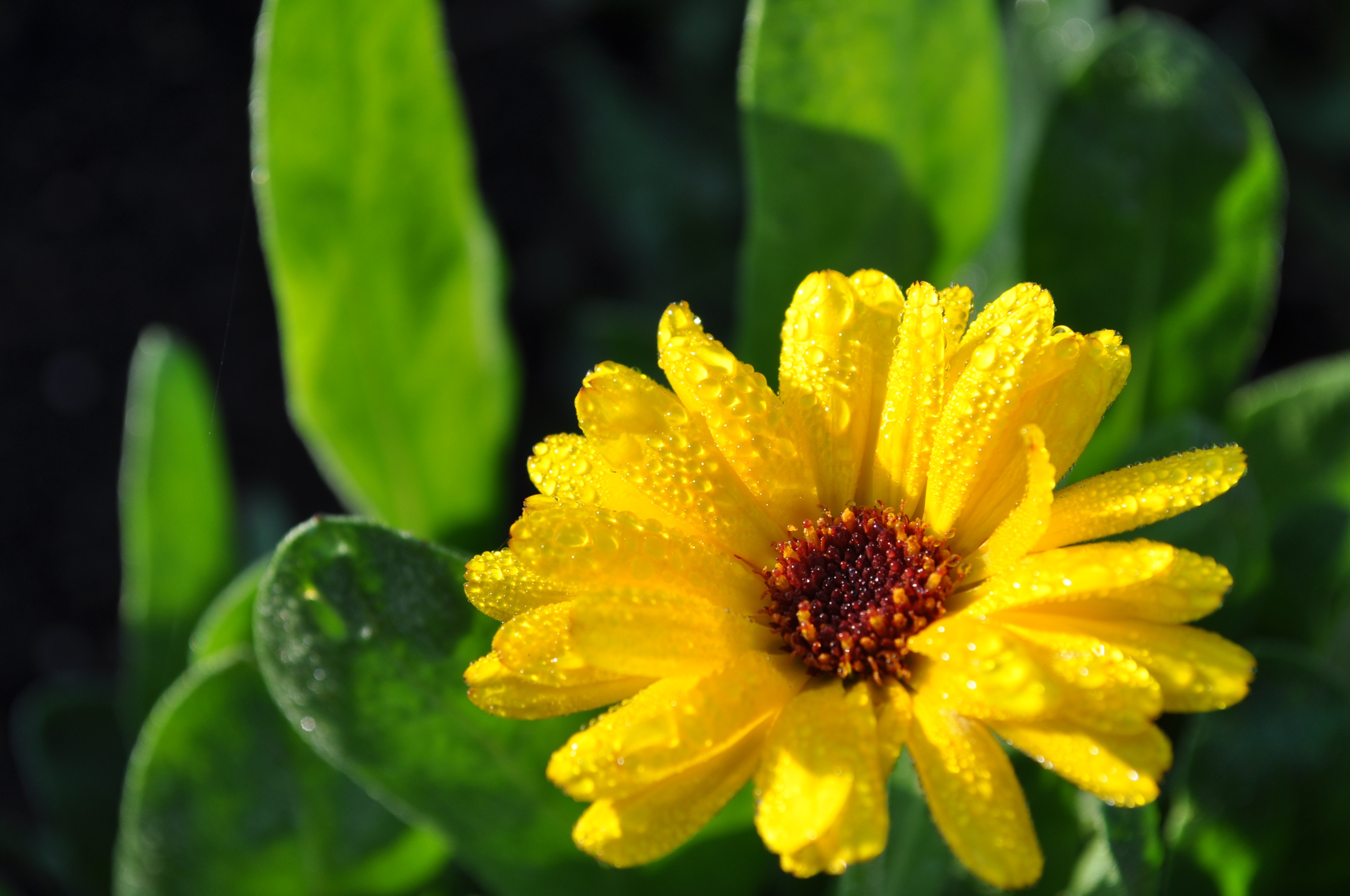 Download mobile wallpaper Nature, Flowers, Flower, Earth, Yellow Flower, Dew Drop for free.
