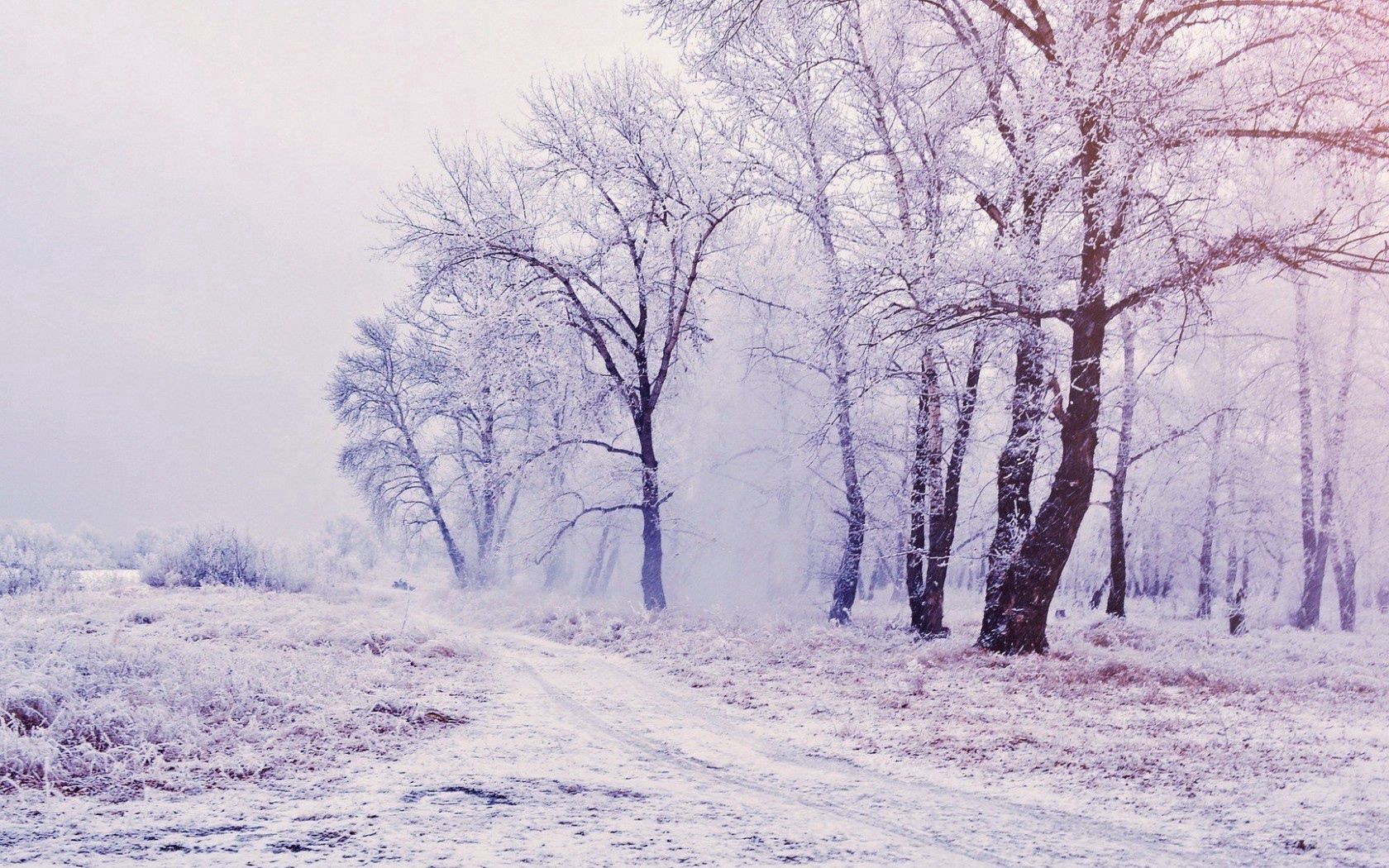 Baixe gratuitamente a imagem Natureza, Árvores, Neve, Floresta, Inverno na área de trabalho do seu PC
