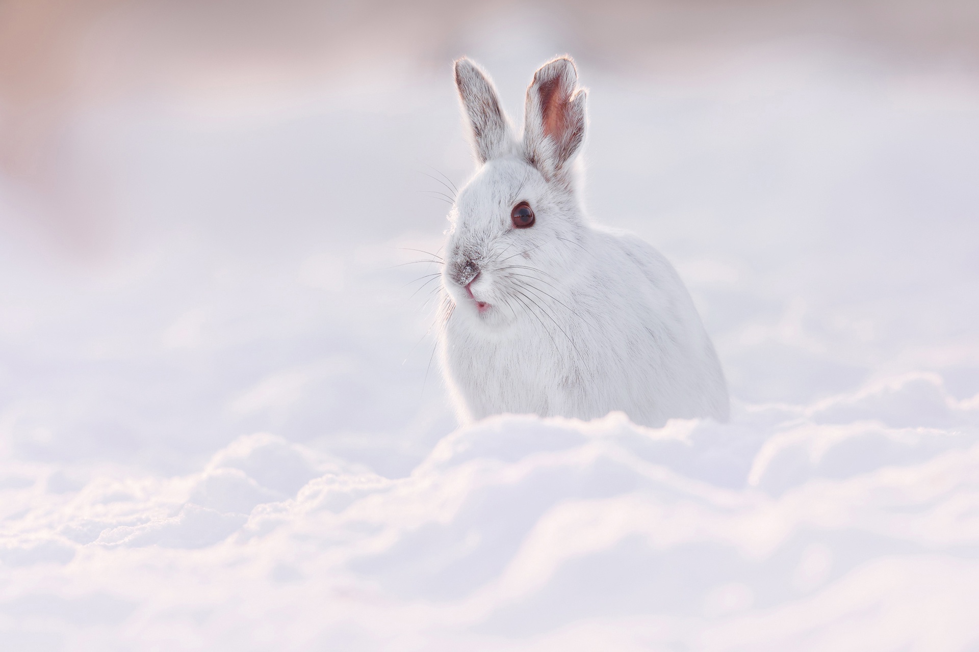 無料モバイル壁紙動物, 冬, 雪, 野ウサギをダウンロードします。