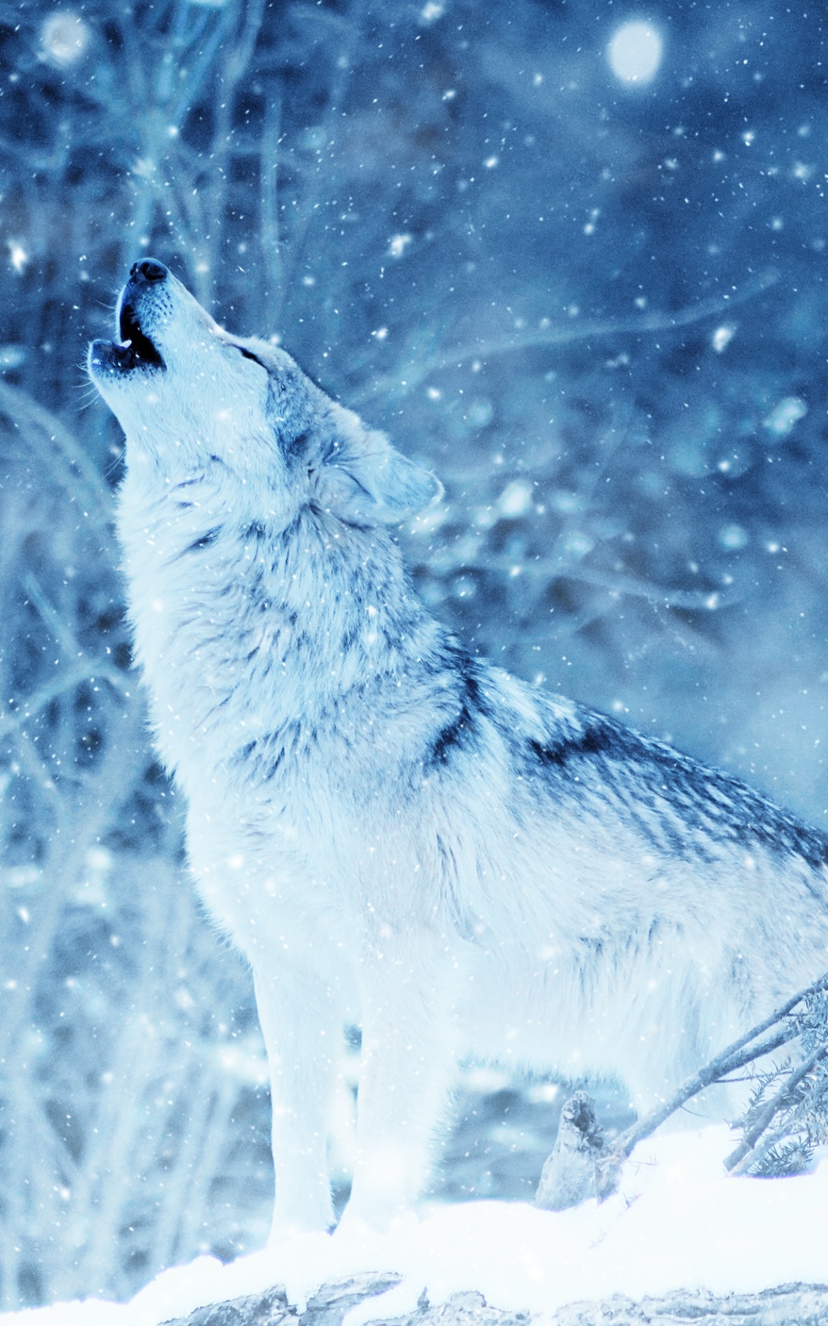 Скачати мобільні шпалери Вовки, Зима, Вовк, Тварина, Снігопад, Виття безкоштовно.
