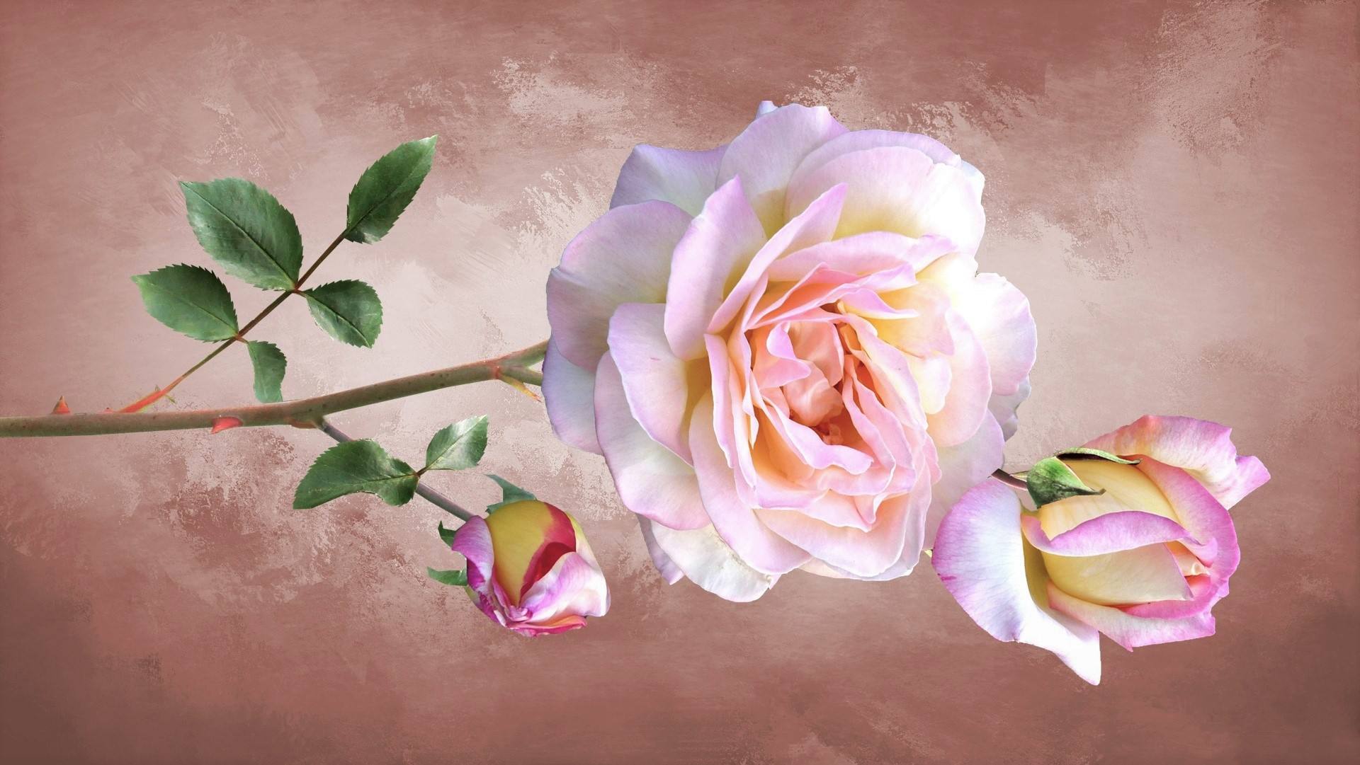 Téléchargez gratuitement l'image Fleurs, Rose, Fleur, Terre/nature, Fleur Rose, Rose Rose sur le bureau de votre PC