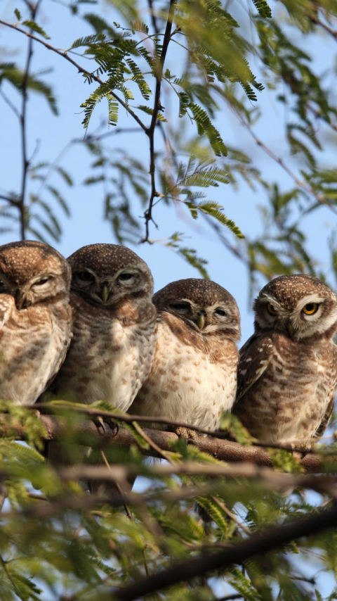 無料モバイル壁紙動物, 鳥, フクロウをダウンロードします。