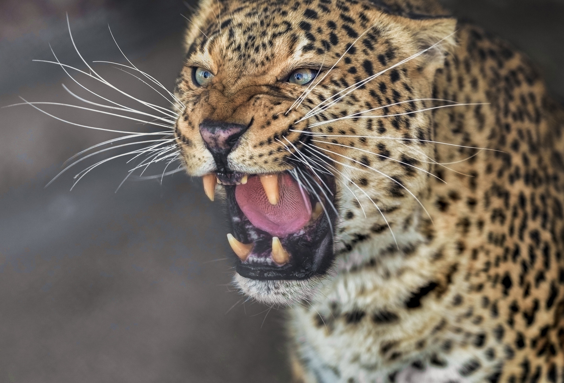 Free download wallpaper Cats, Leopard, Animal on your PC desktop