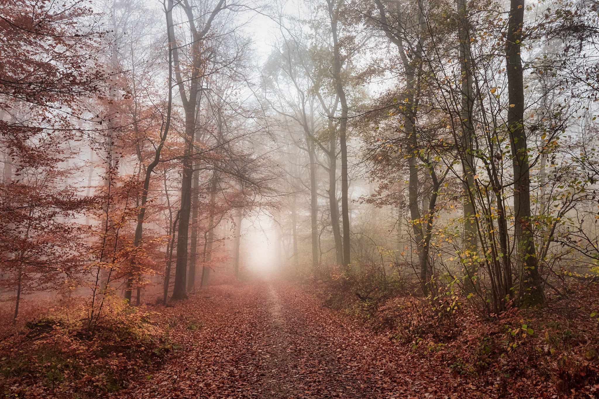 Nature  8k Backgrounds