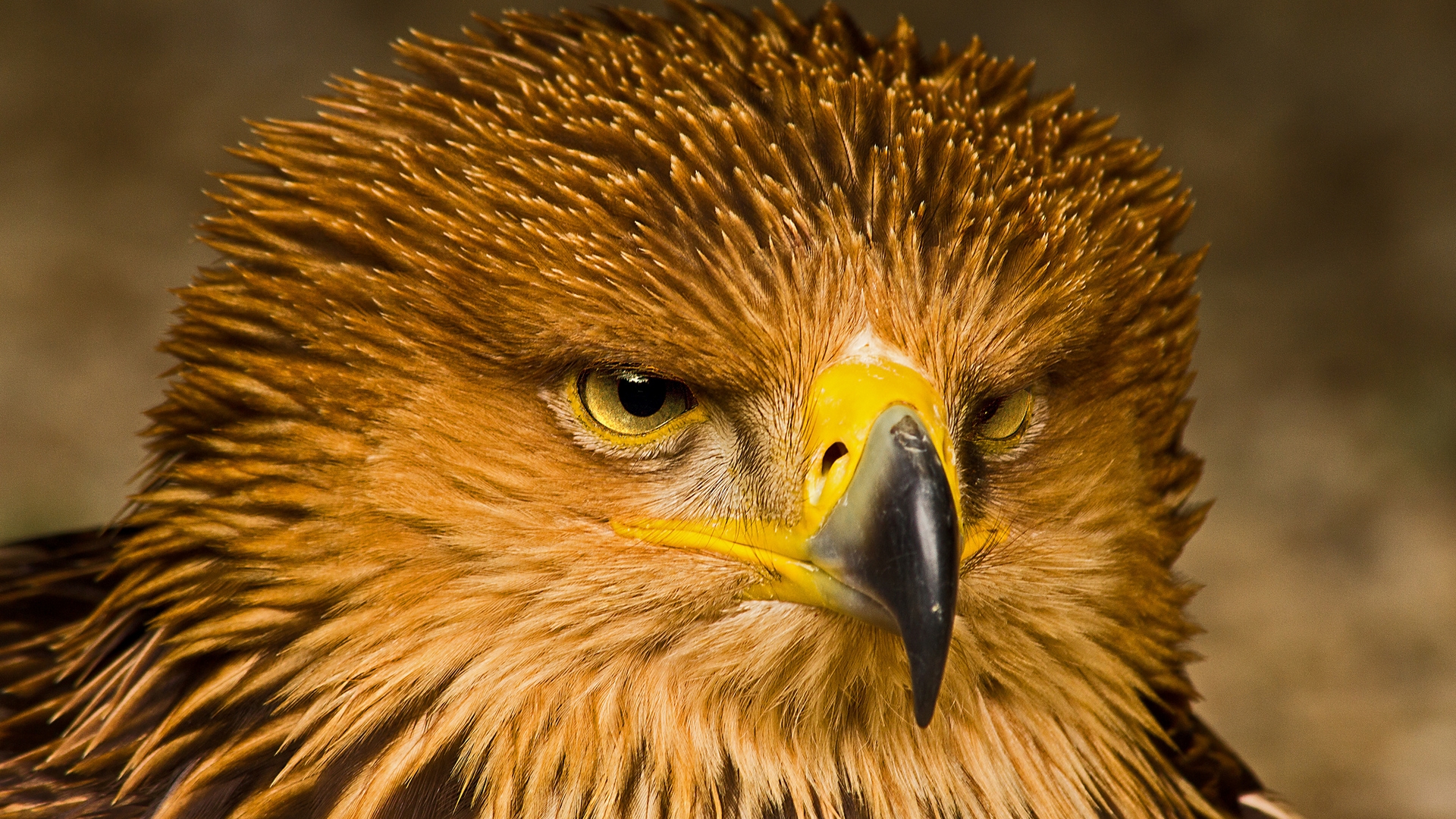 Download mobile wallpaper Bird, Animal, Eagle for free.