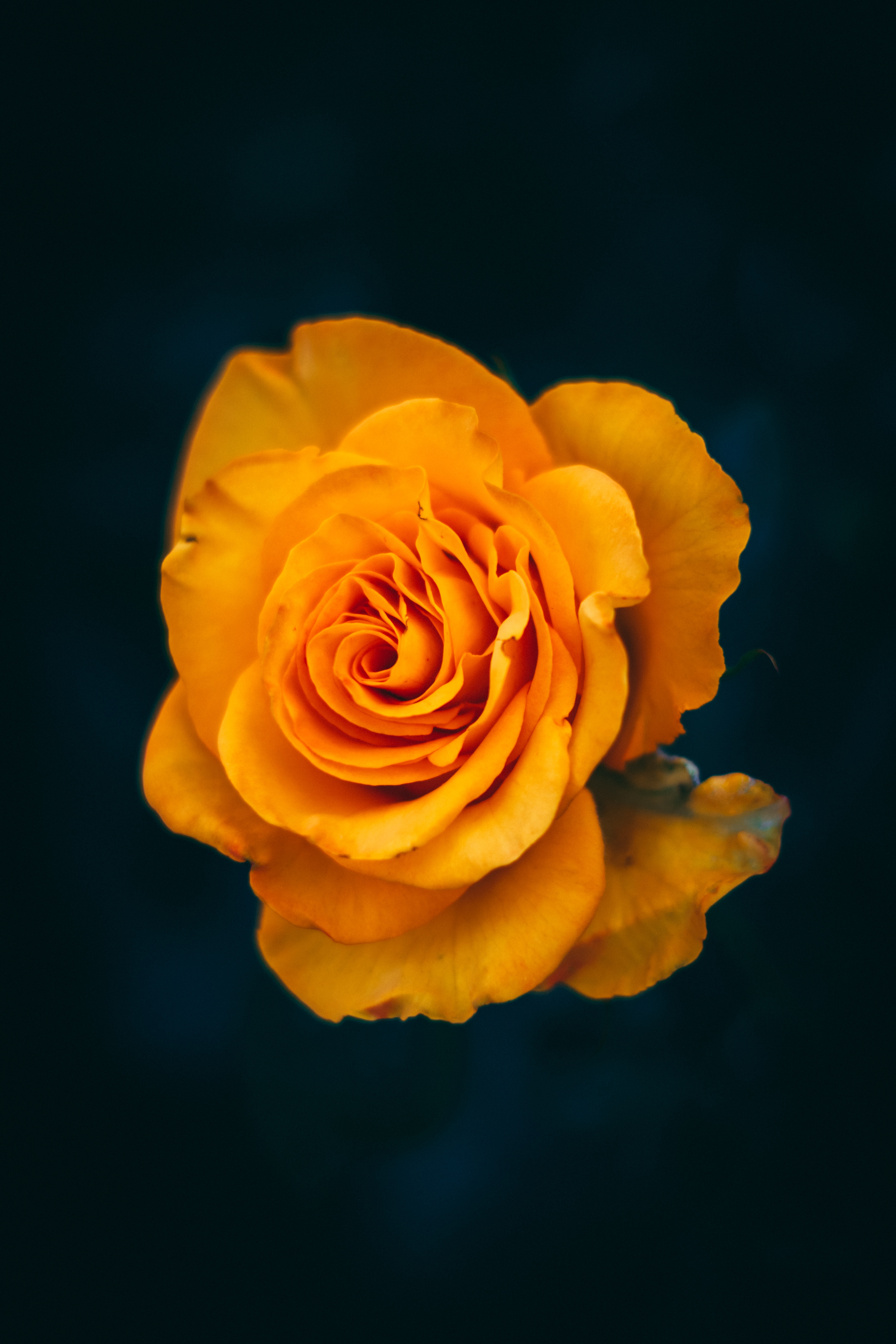 flower, rose flower, bloom, flowers, yellow, macro, rose, close up, flowering 32K