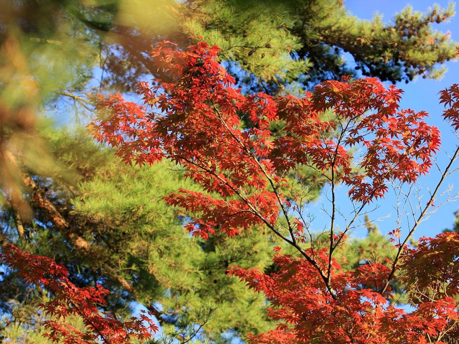 PCデスクトップに自然, 木材, 木, 葉, 秋画像を無料でダウンロード