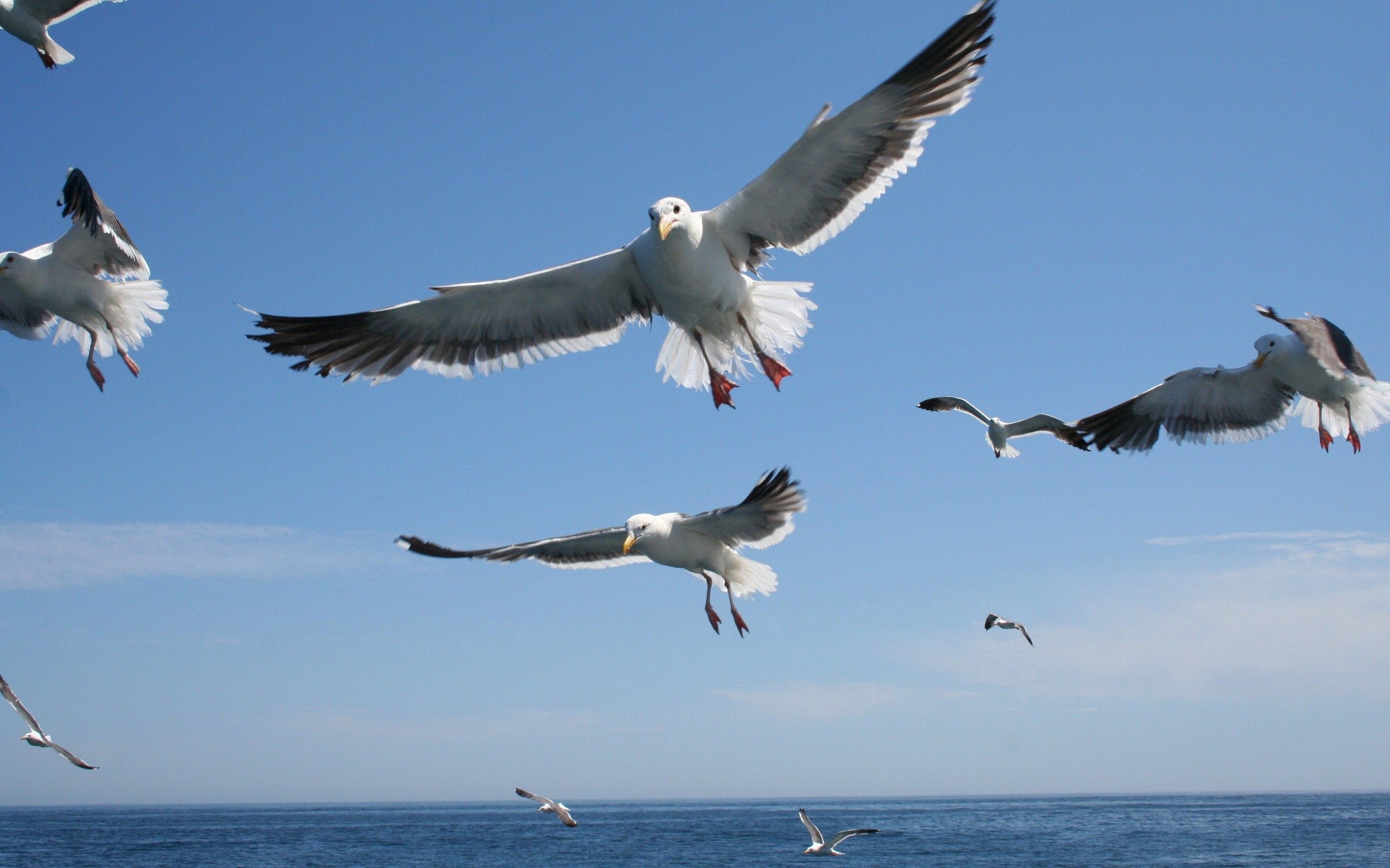 144483 baixar imagens animais, céu, mar, gaivotas, voar, voo - papéis de parede e protetores de tela gratuitamente
