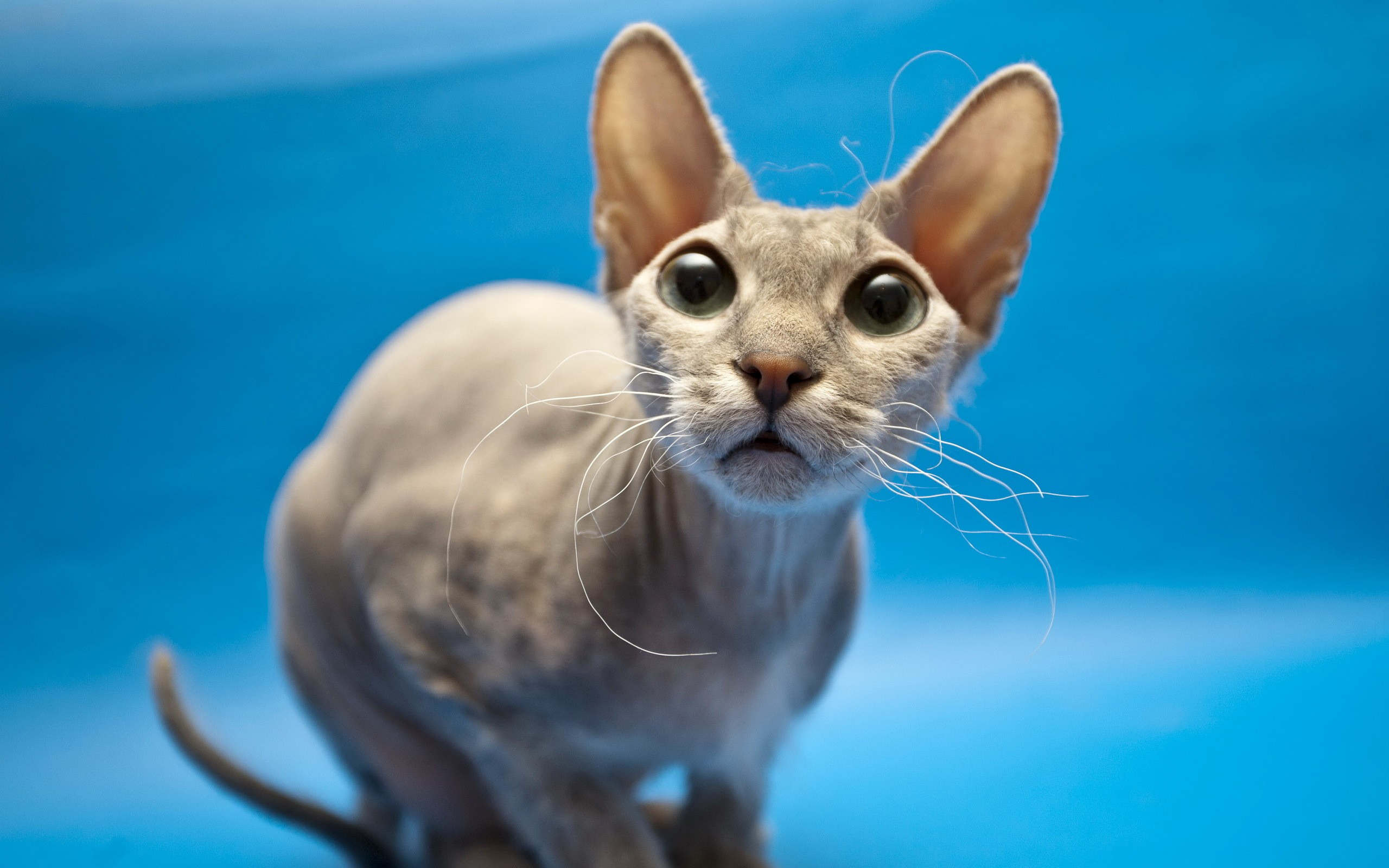 Baixe gratuitamente a imagem Animais, Gatos, Gato na área de trabalho do seu PC