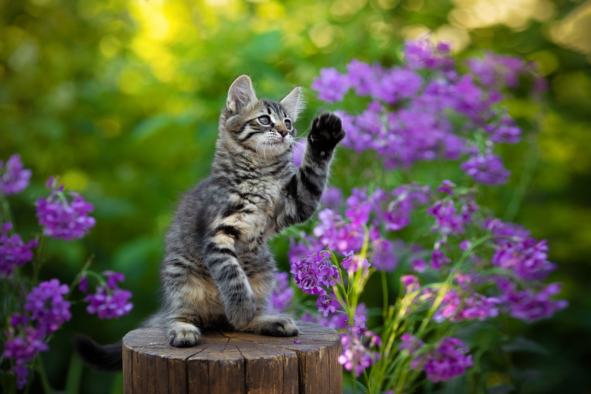 Download mobile wallpaper Cats, Cat, Kitten, Animal, Purple Flower, Baby Animal for free.