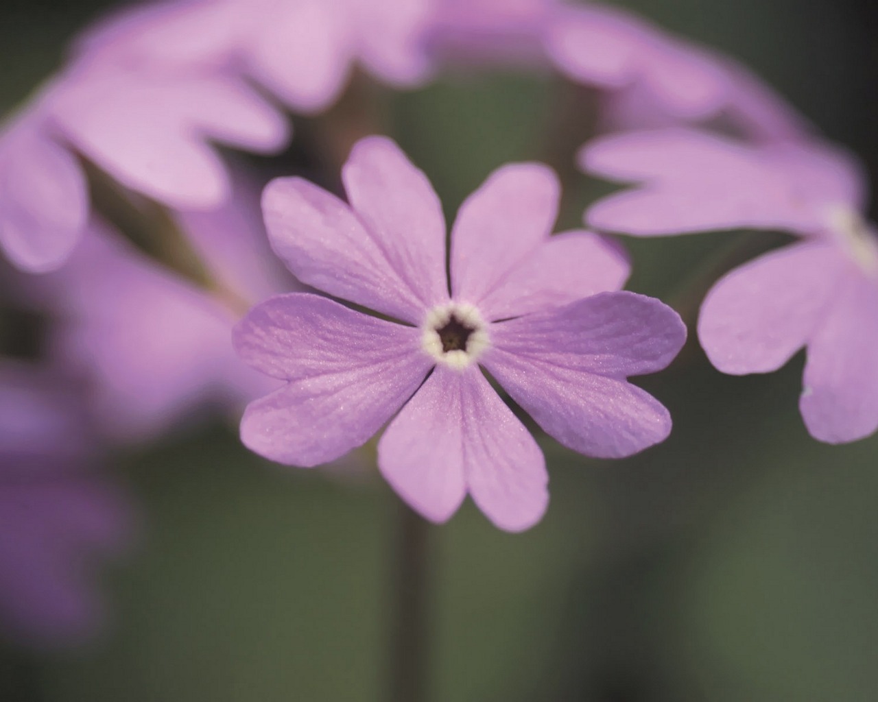 Laden Sie das Nahansicht, Erde/natur-Bild kostenlos auf Ihren PC-Desktop herunter