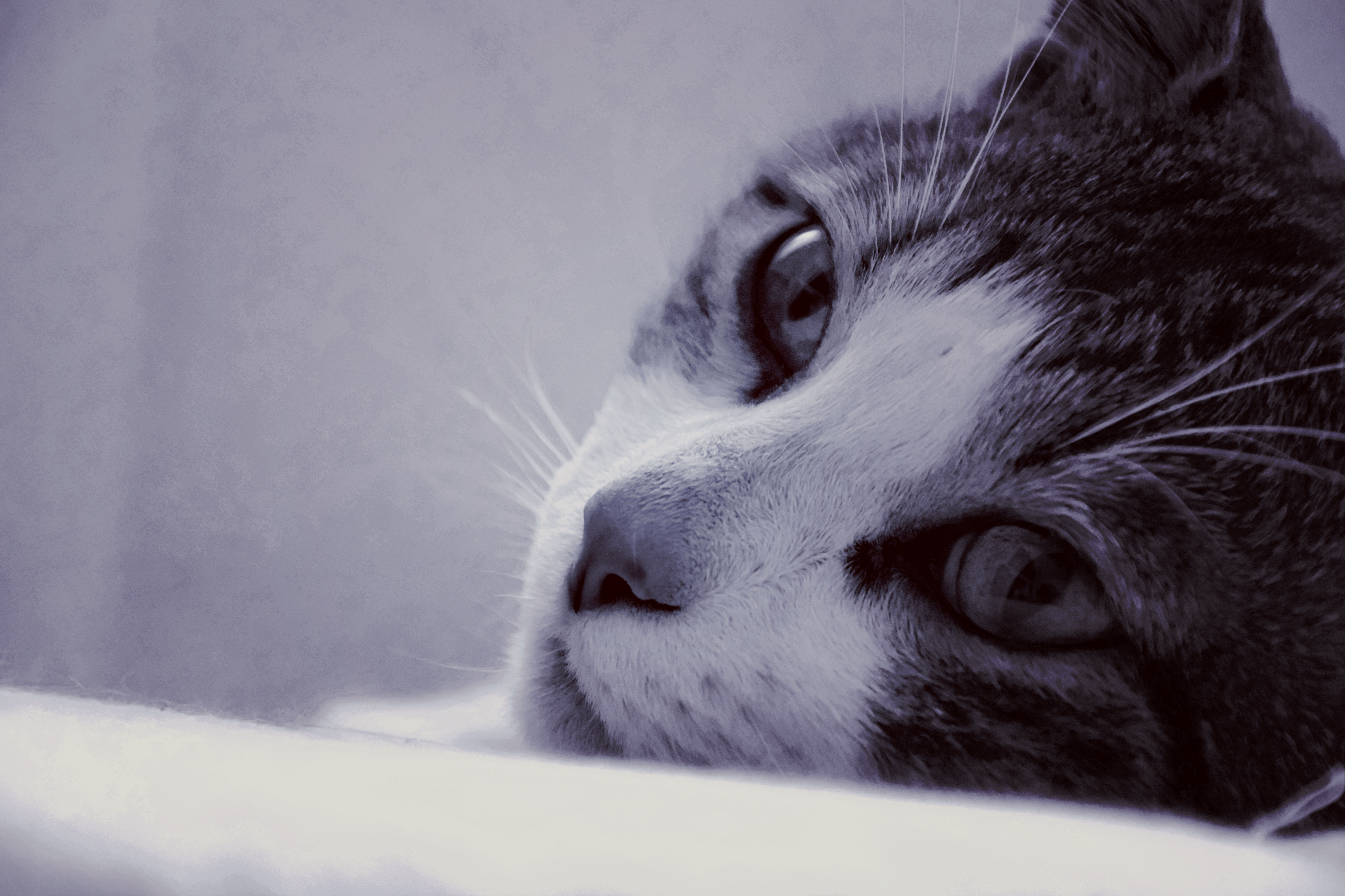 Download mobile wallpaper Cats, Cat, Muzzle, Close Up, Animal, Black & White for free.