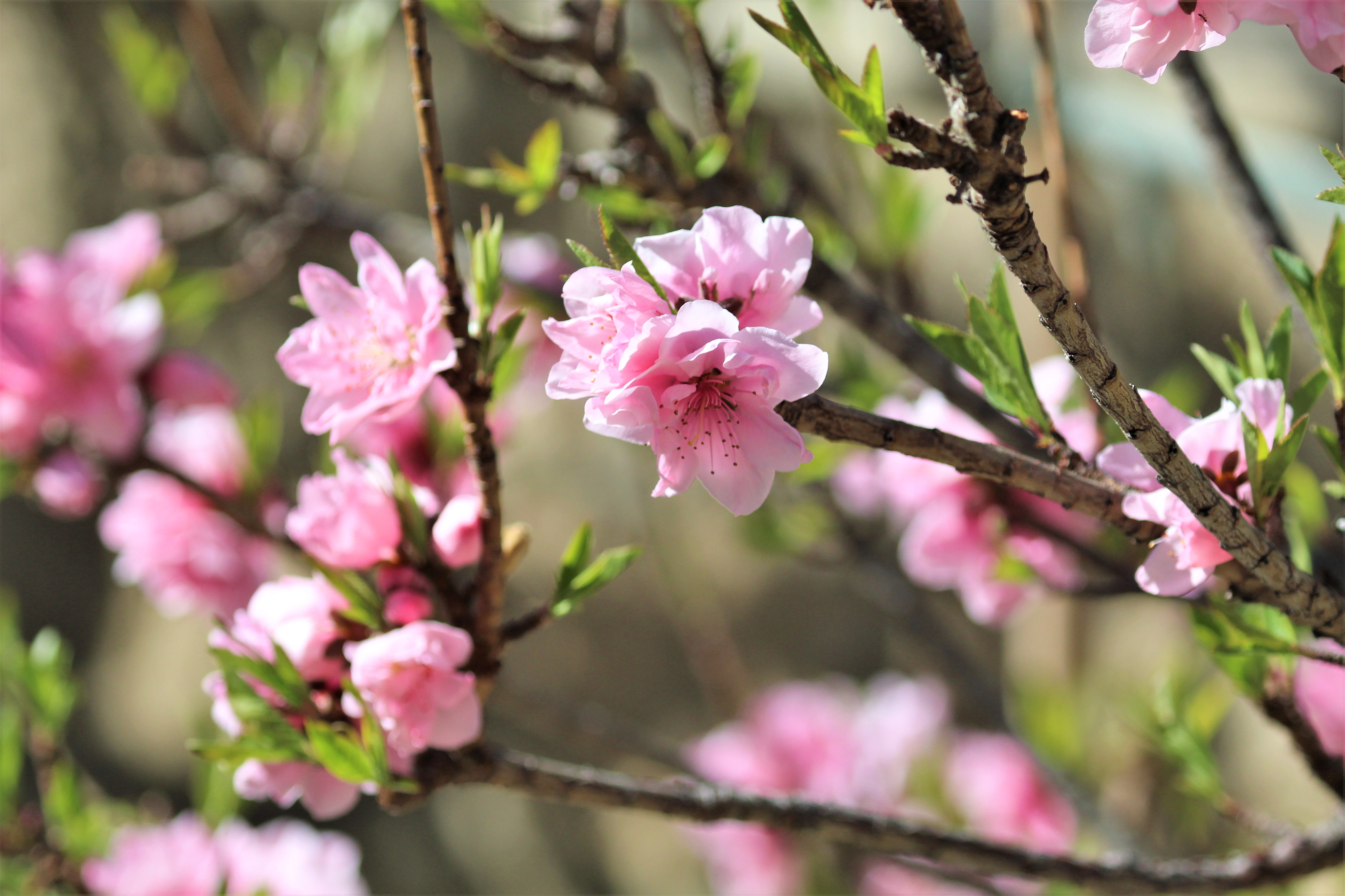 Téléchargez des papiers peints mobile Branches, Source, Fleurs, Sakura, Printemps gratuitement.