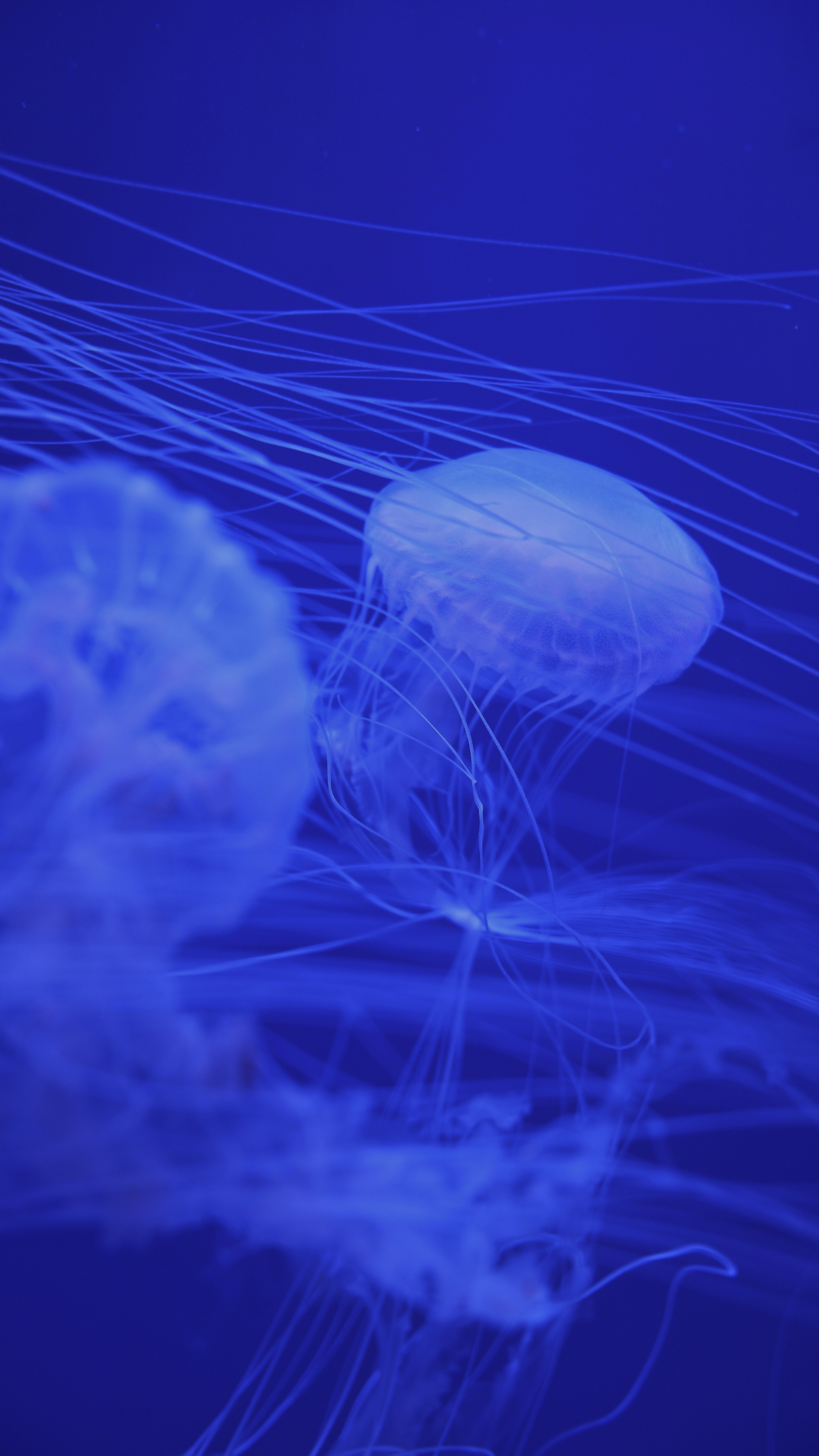 115296 скачать обои медузы, щупальца, животные, синий, существа - заставки и картинки бесплатно