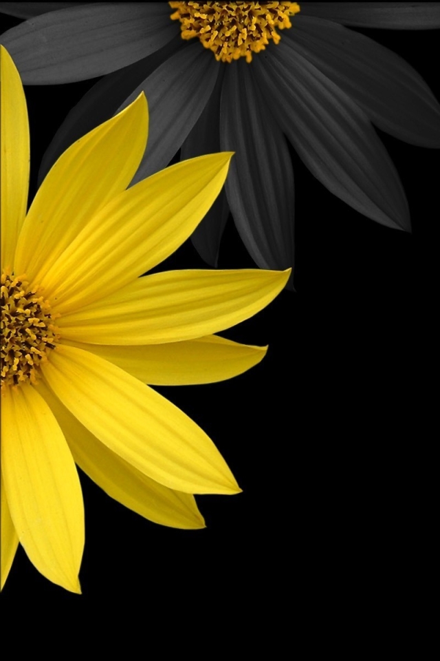 Download mobile wallpaper Flowers, Flower, Earth, Daisy, Yellow Flower for free.