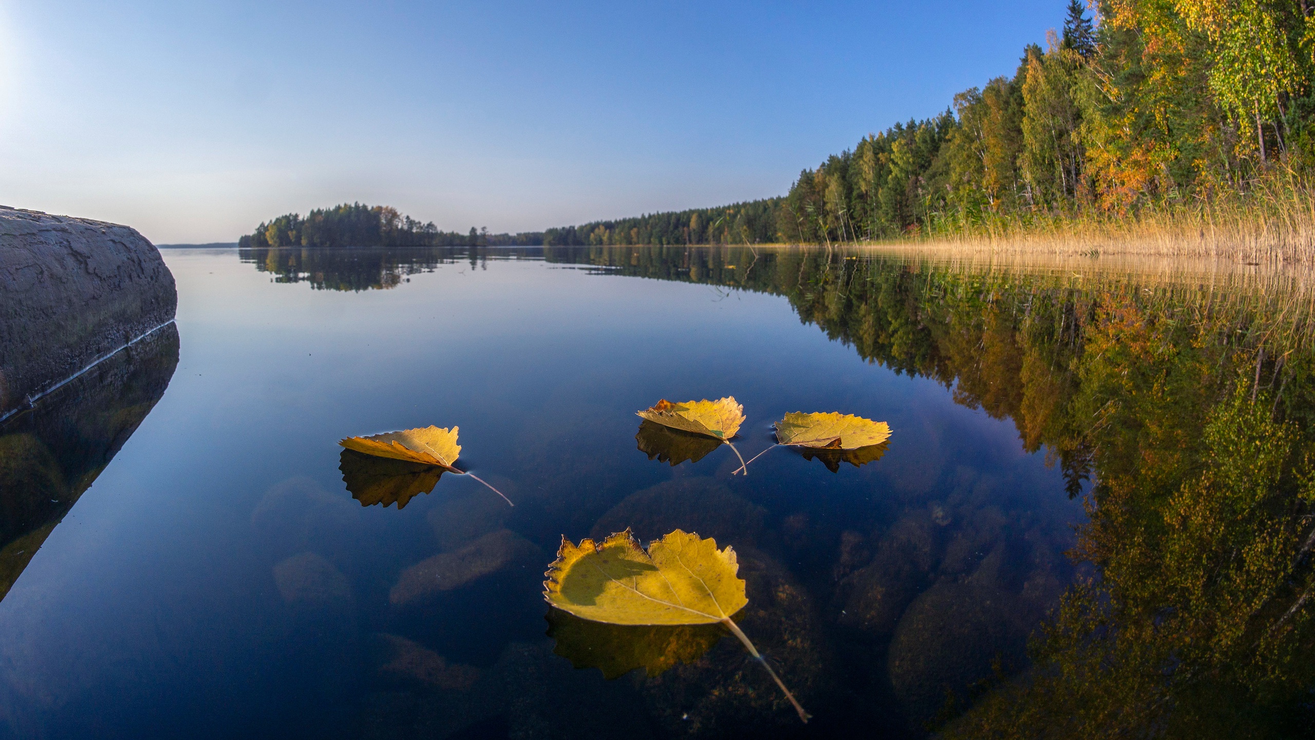 Скачать картинку Природа, Озеро, Отражение, Листва, Финляндия, Земля/природа, Озеро Кариярви в телефон бесплатно.