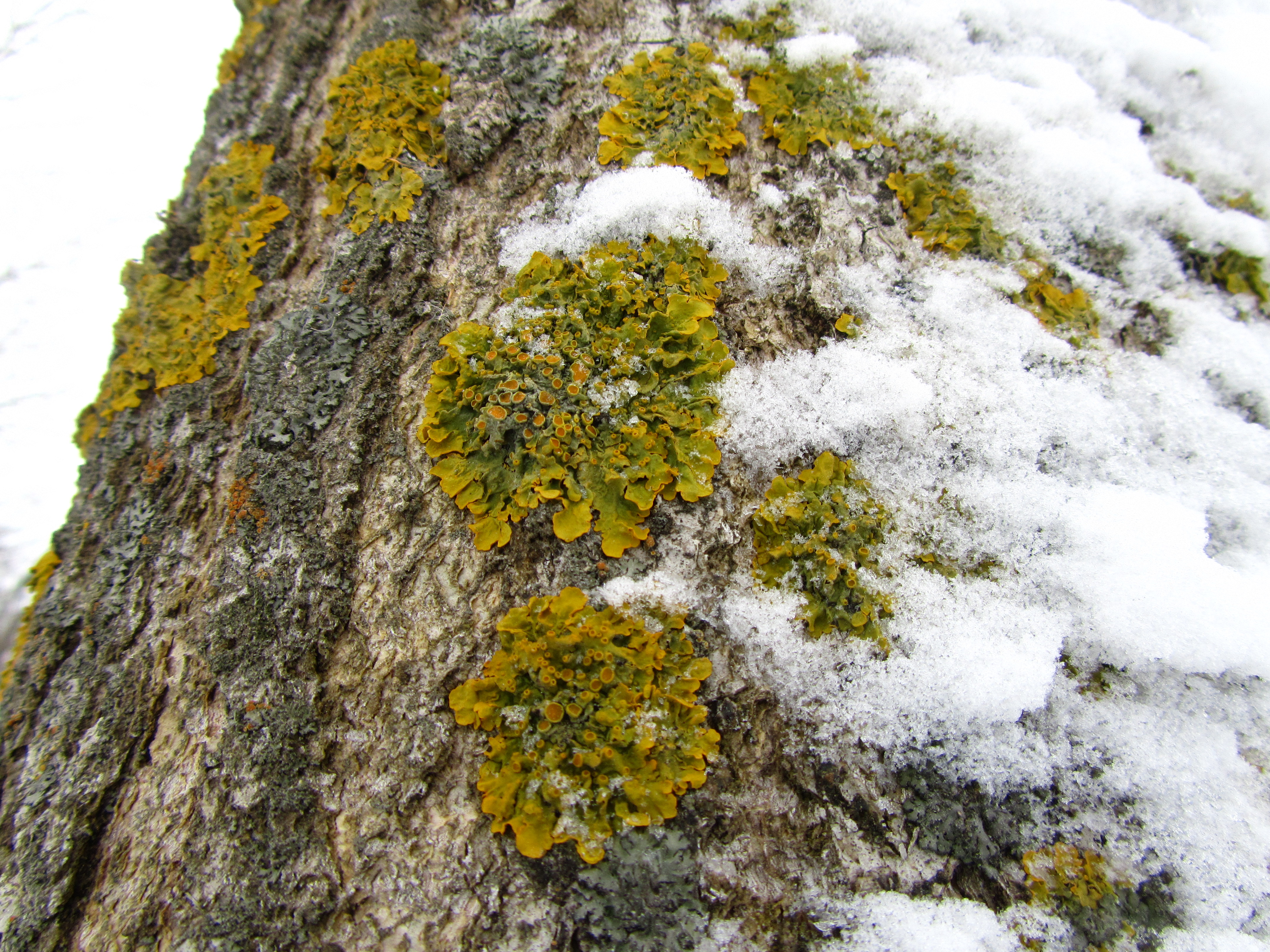 Baixar papel de parede para celular de Musgo, Terra/natureza gratuito.