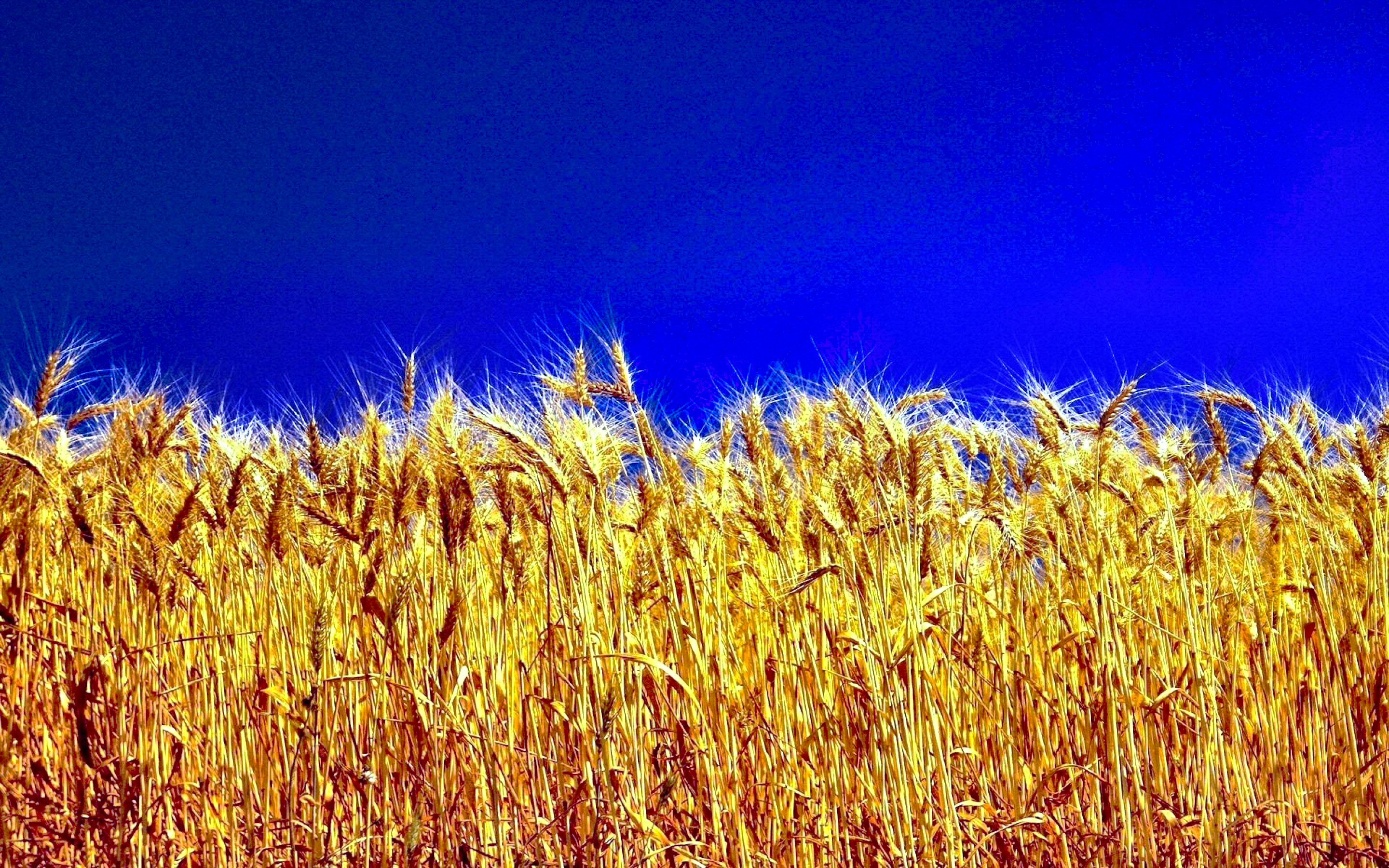 Скачать картинку Пшеница, Поле, Земля/природа в телефон бесплатно.