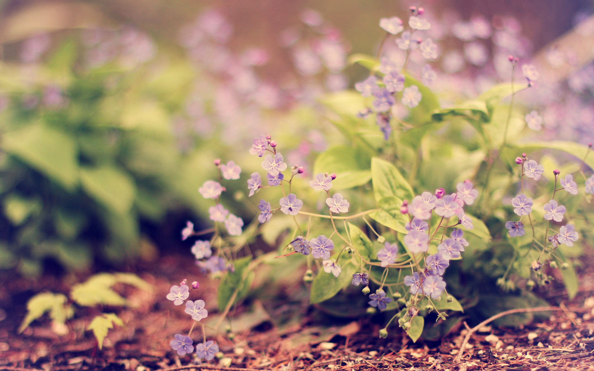 Descarga gratuita de fondo de pantalla para móvil de Flores, Flor, Tierra/naturaleza.