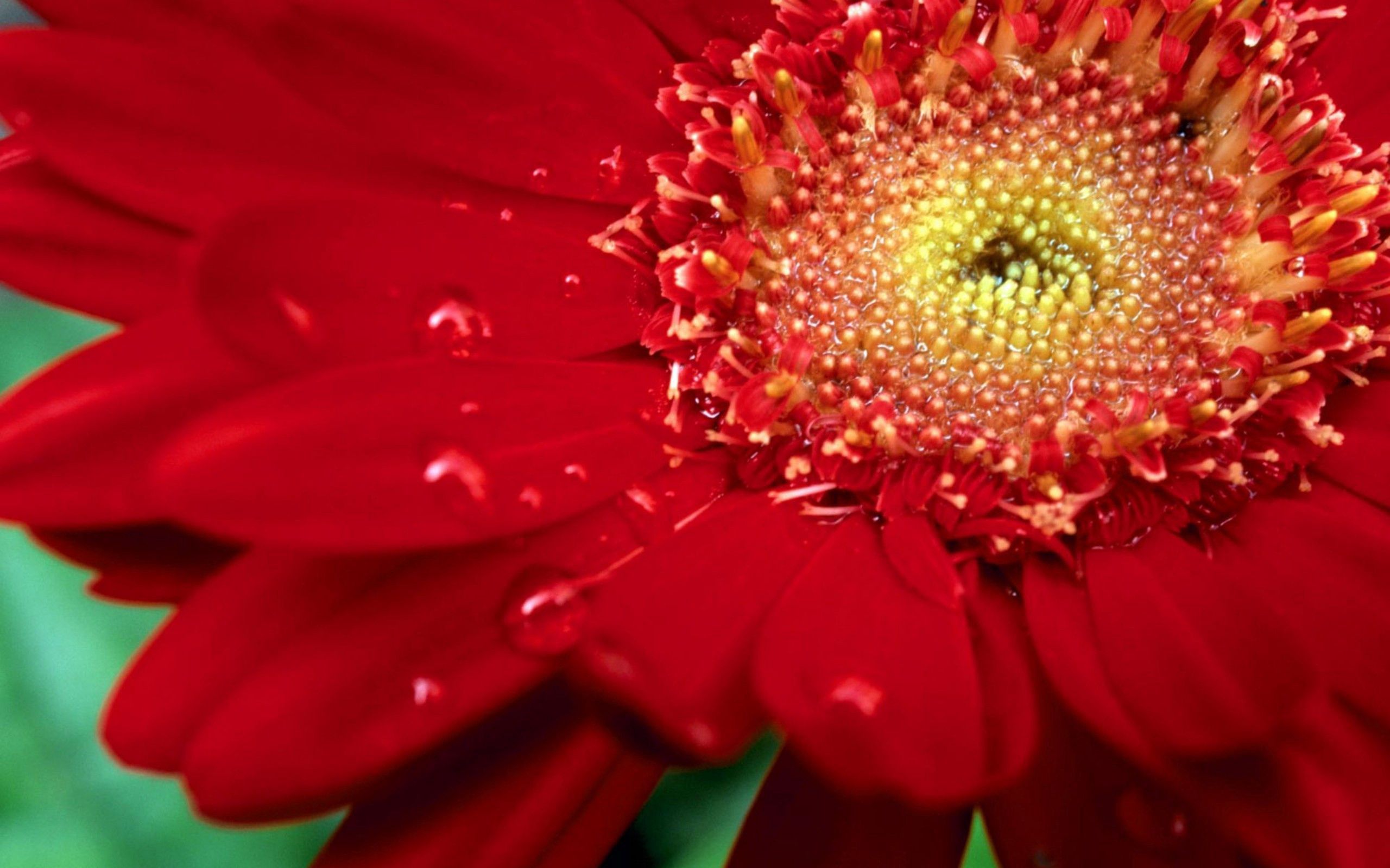 無料モバイル壁紙花, 大きい, マクロ, 花びら, 赤い, 滴をダウンロードします。