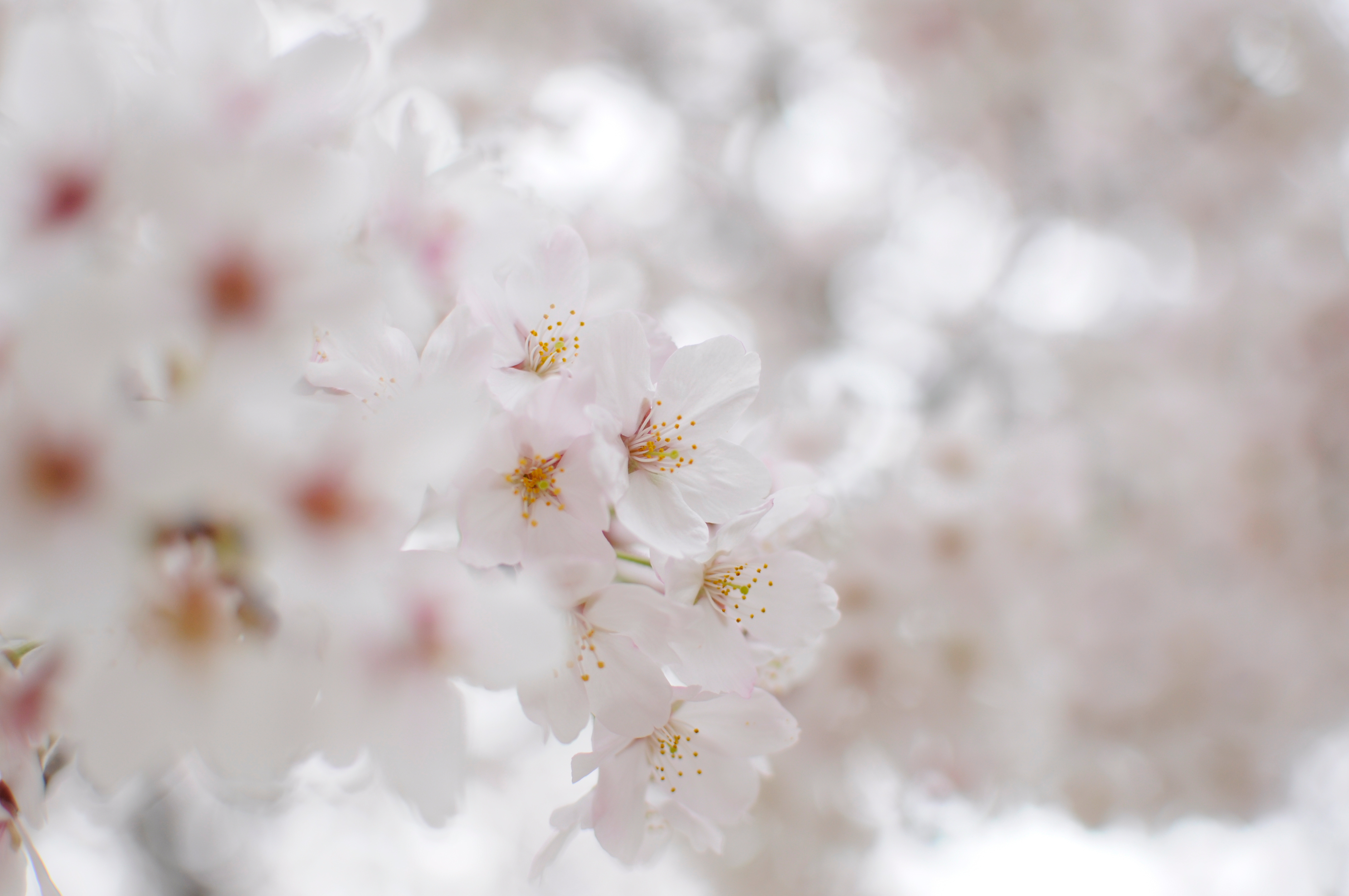 Téléchargez gratuitement l'image Floraison, Fleurs, Terre/nature sur le bureau de votre PC