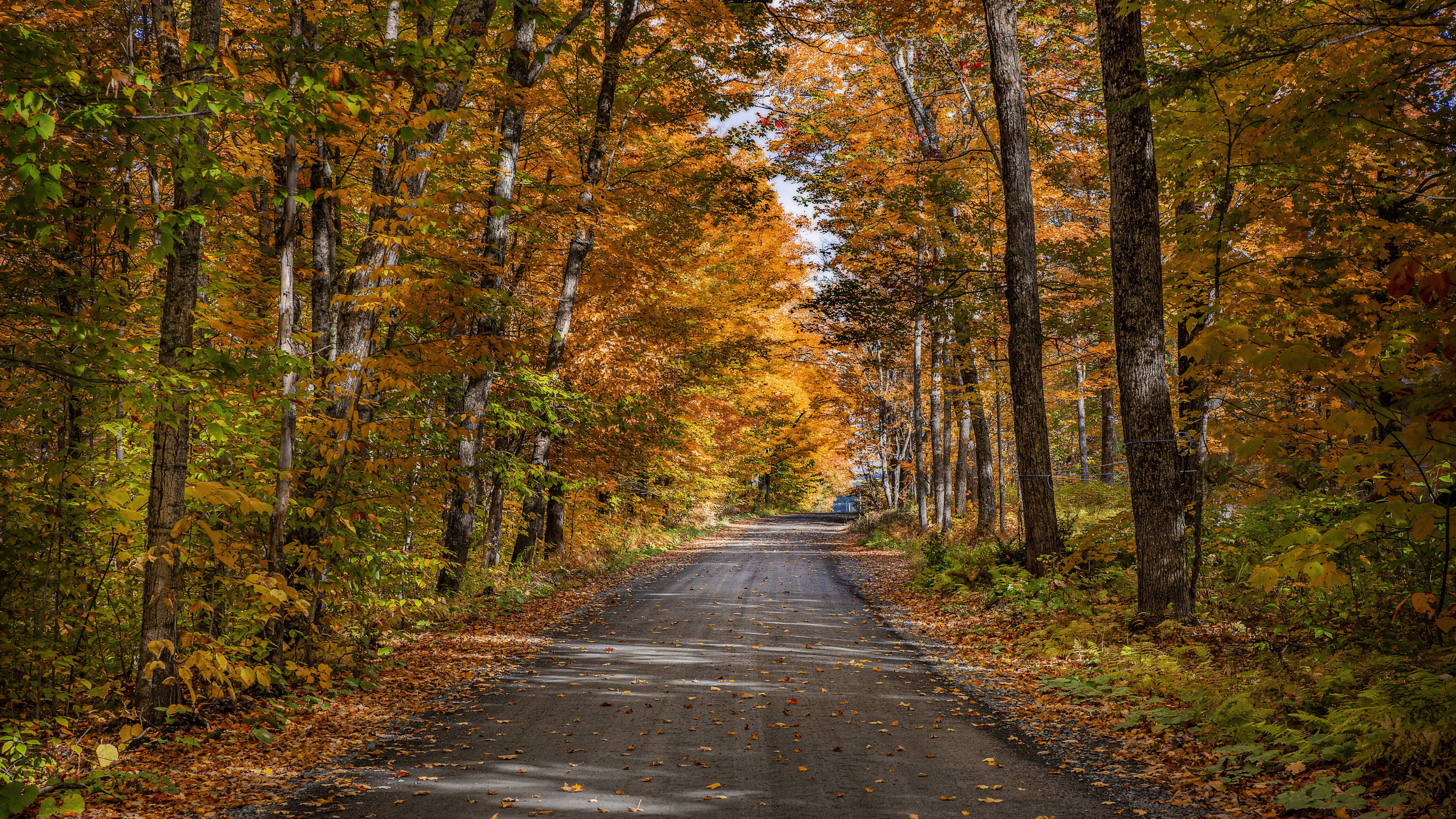 Download mobile wallpaper Road, Forest, Fall, Man Made for free.