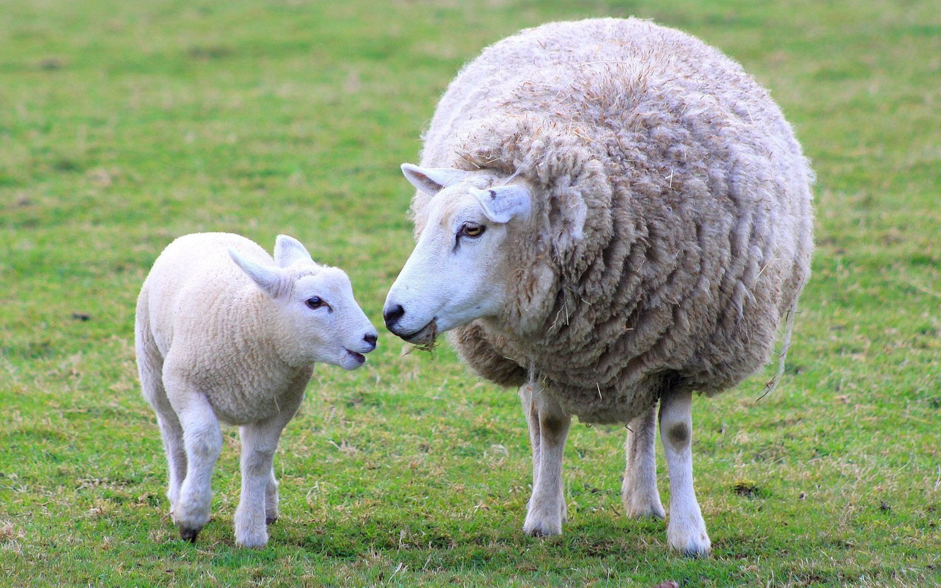 68088壁紙のダウンロード動物, 若い, ジョーイ, 羊, ウール, 羊毛, 子羊, 小羊, ママ, ミイラ-スクリーンセーバーと写真を無料で