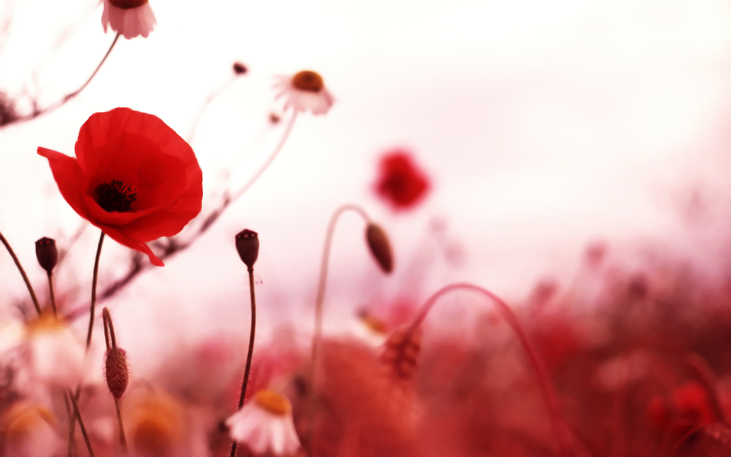Download mobile wallpaper Poppy, Red Flower, Flowers, Nature, Flower, Earth for free.