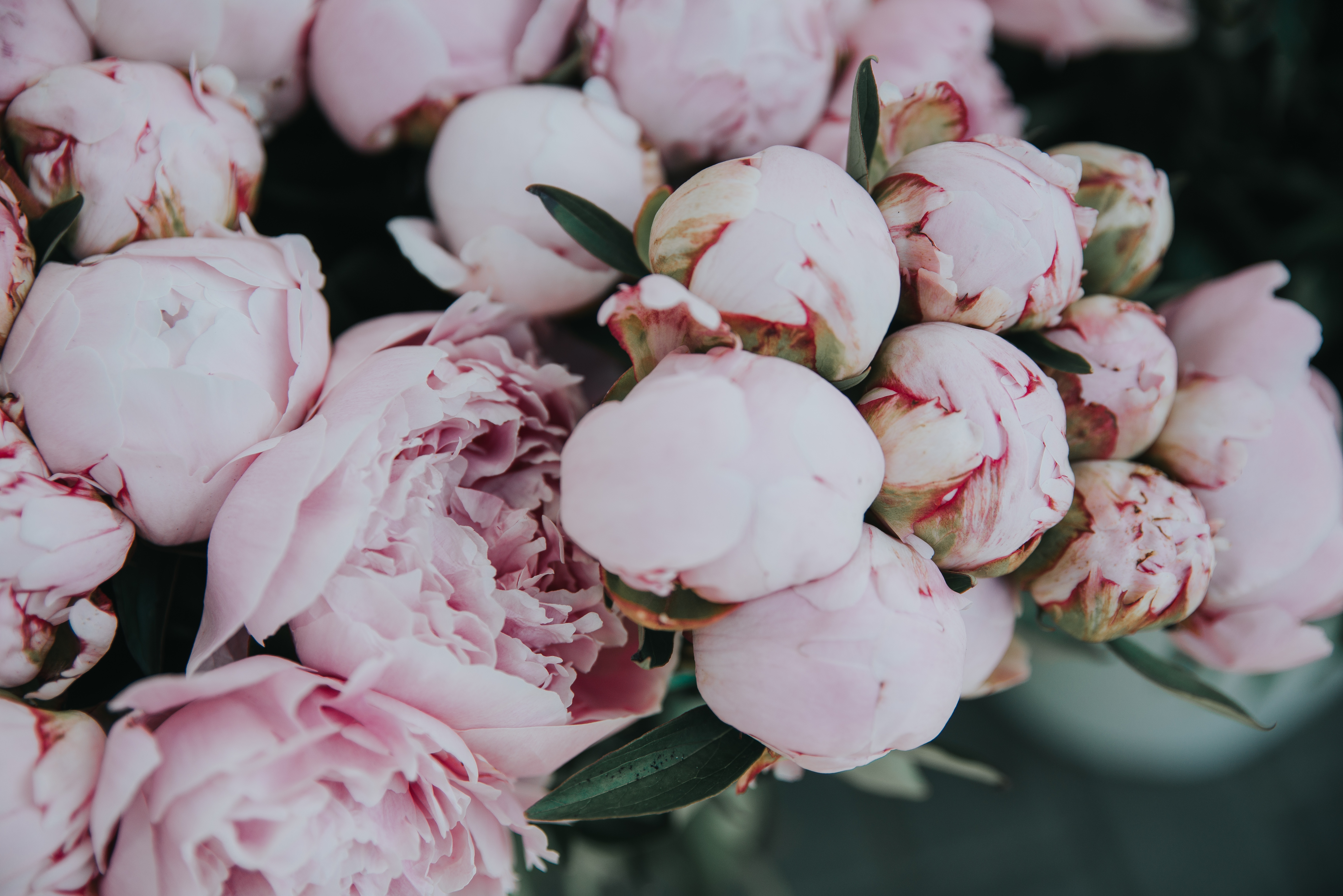Download mobile wallpaper Flowers, Earth, Peony for free.