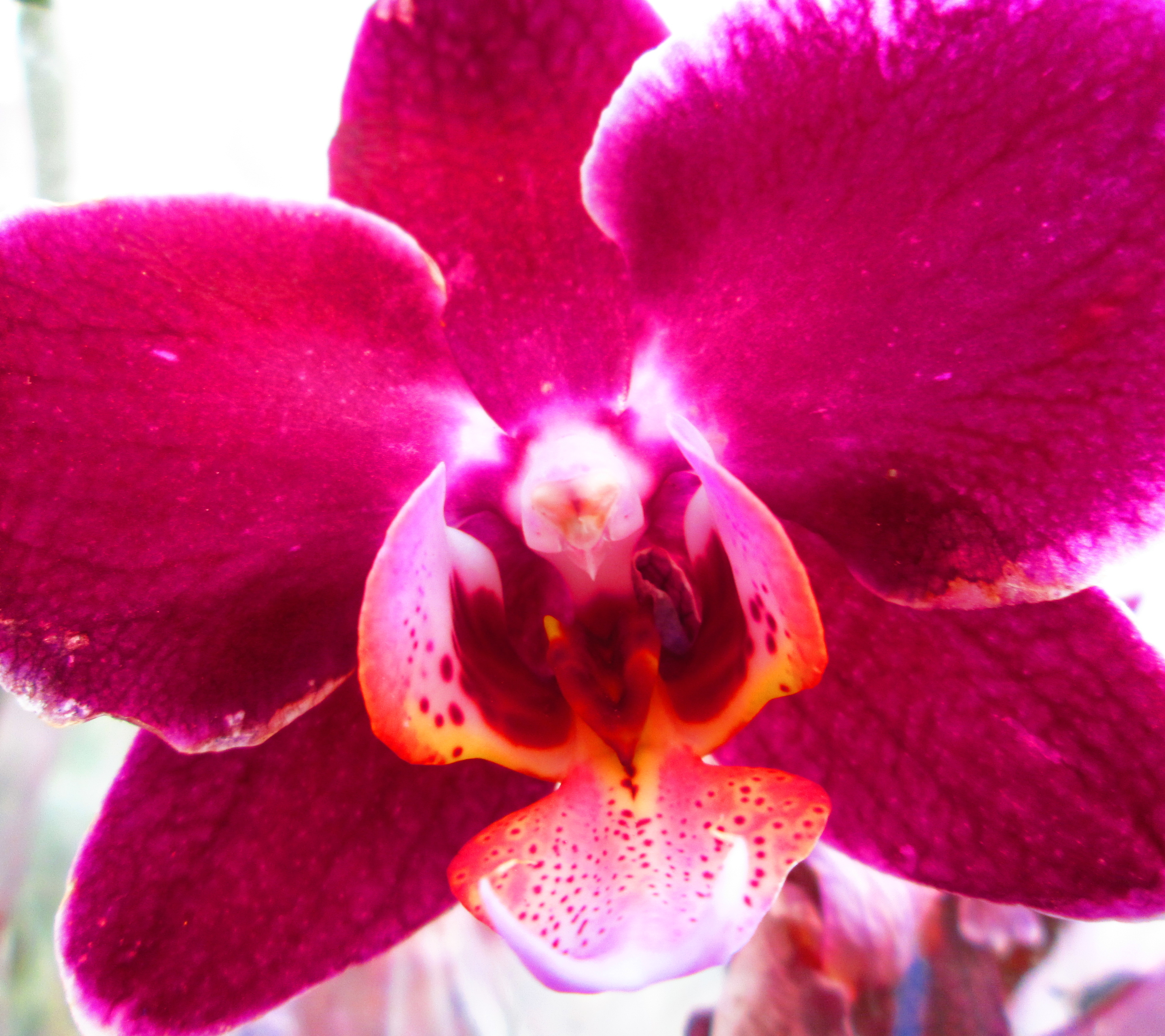 Download mobile wallpaper Flowers, Pink, Flower, Close Up, Earth, Orchid for free.