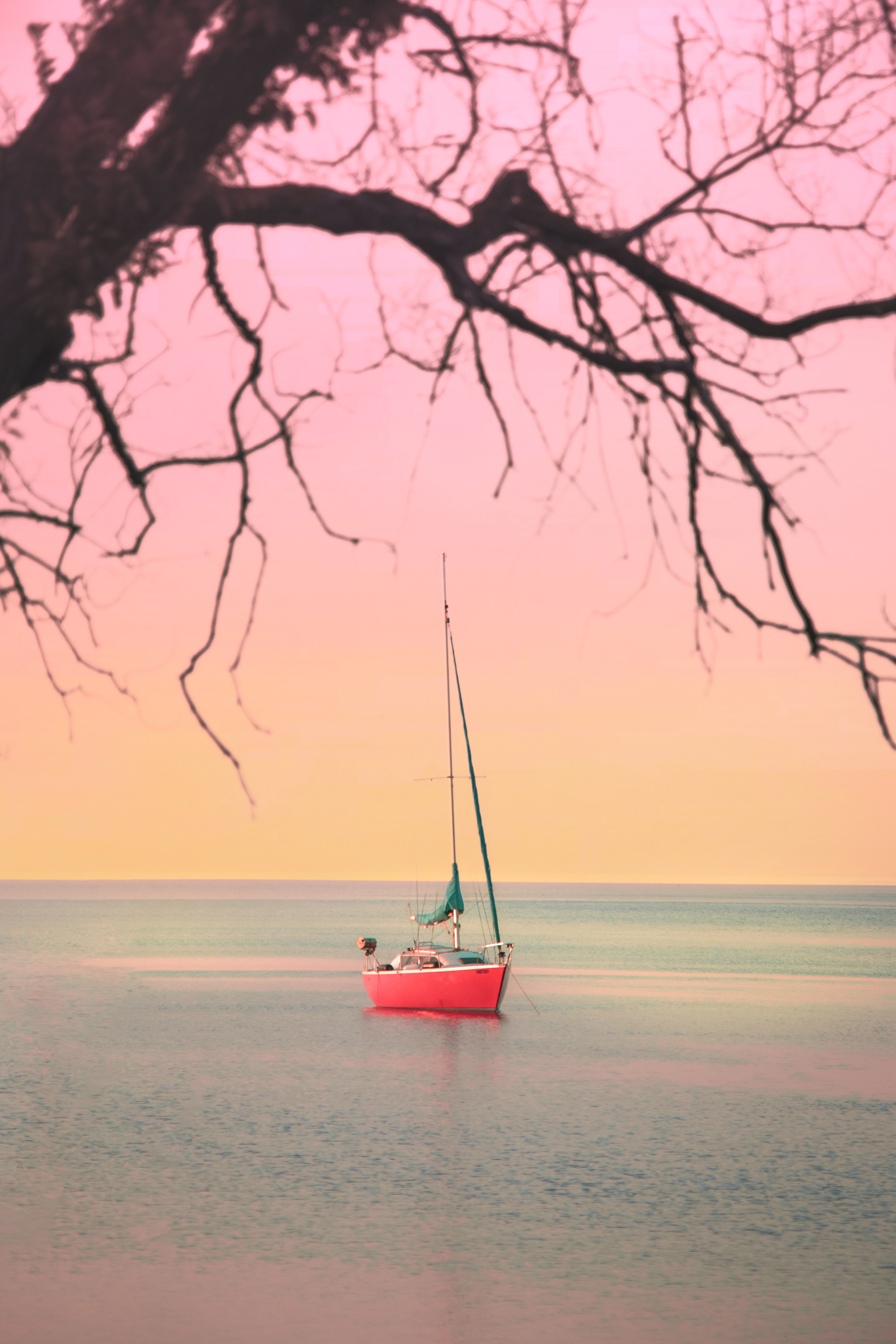 sailboat, sea, horizon, miscellanea, miscellaneous, branches, boat, sailfish phone background