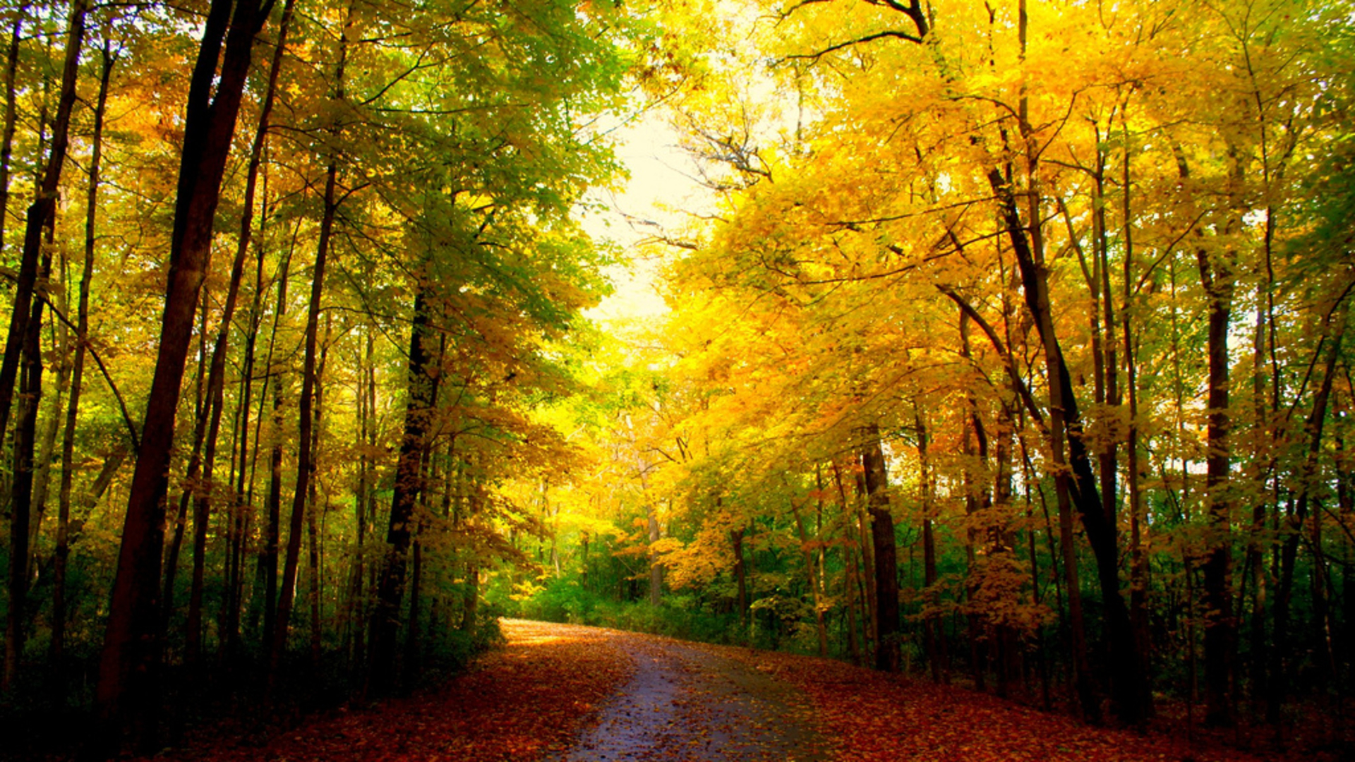 Download mobile wallpaper Landscape, Road, Forest, Fall, Earth for free.
