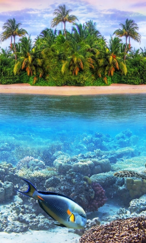 Baixar papel de parede para celular de Ilha, Peixe, Embaixo Da Agua, Tartaruga, Maldivas, Recife, Terra/natureza gratuito.