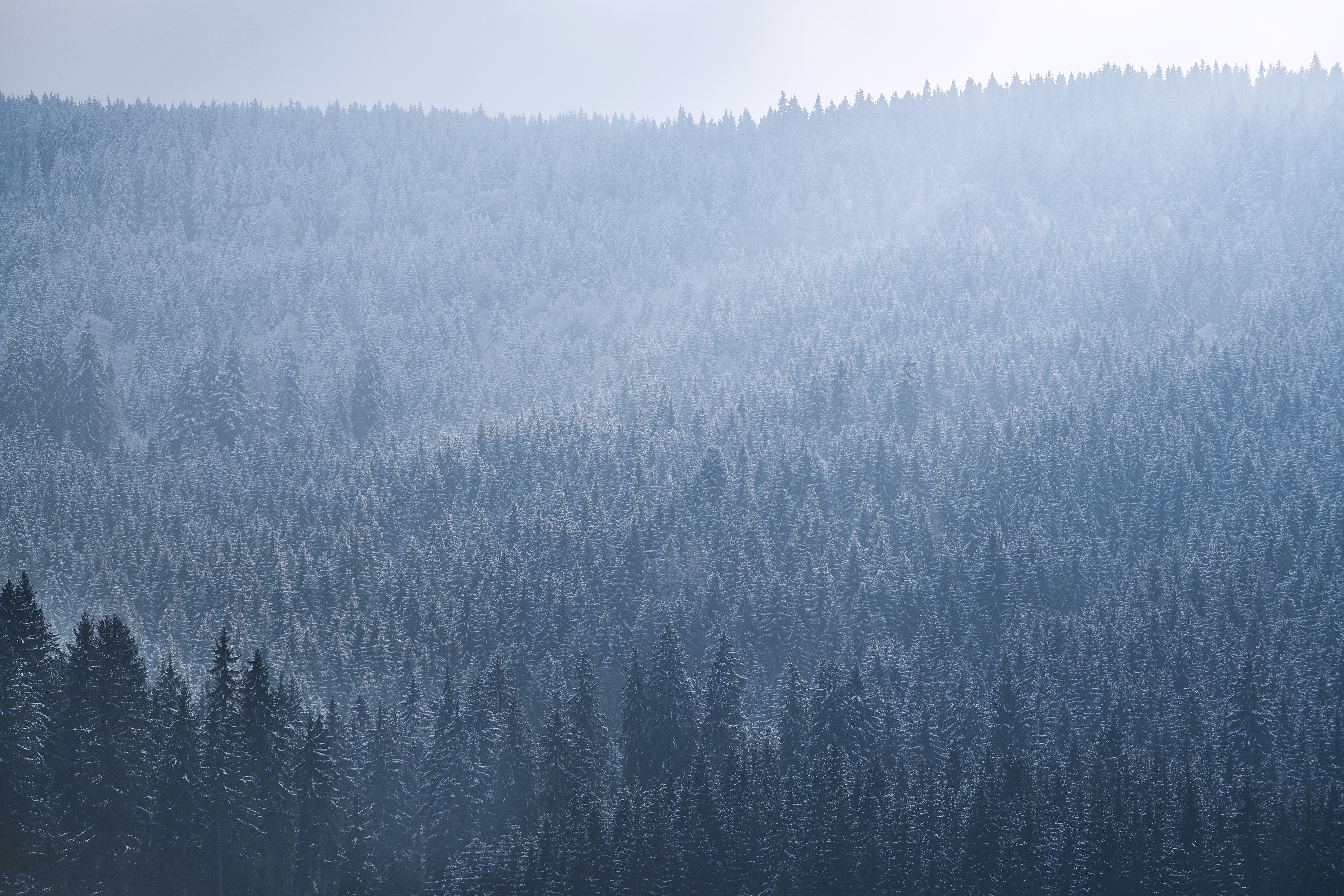 Download mobile wallpaper Spruce, Fir, Fog, Sky, Forest, Trees, Nature for free.
