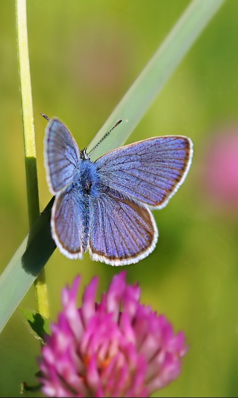 Download mobile wallpaper Butterfly, Animal for free.